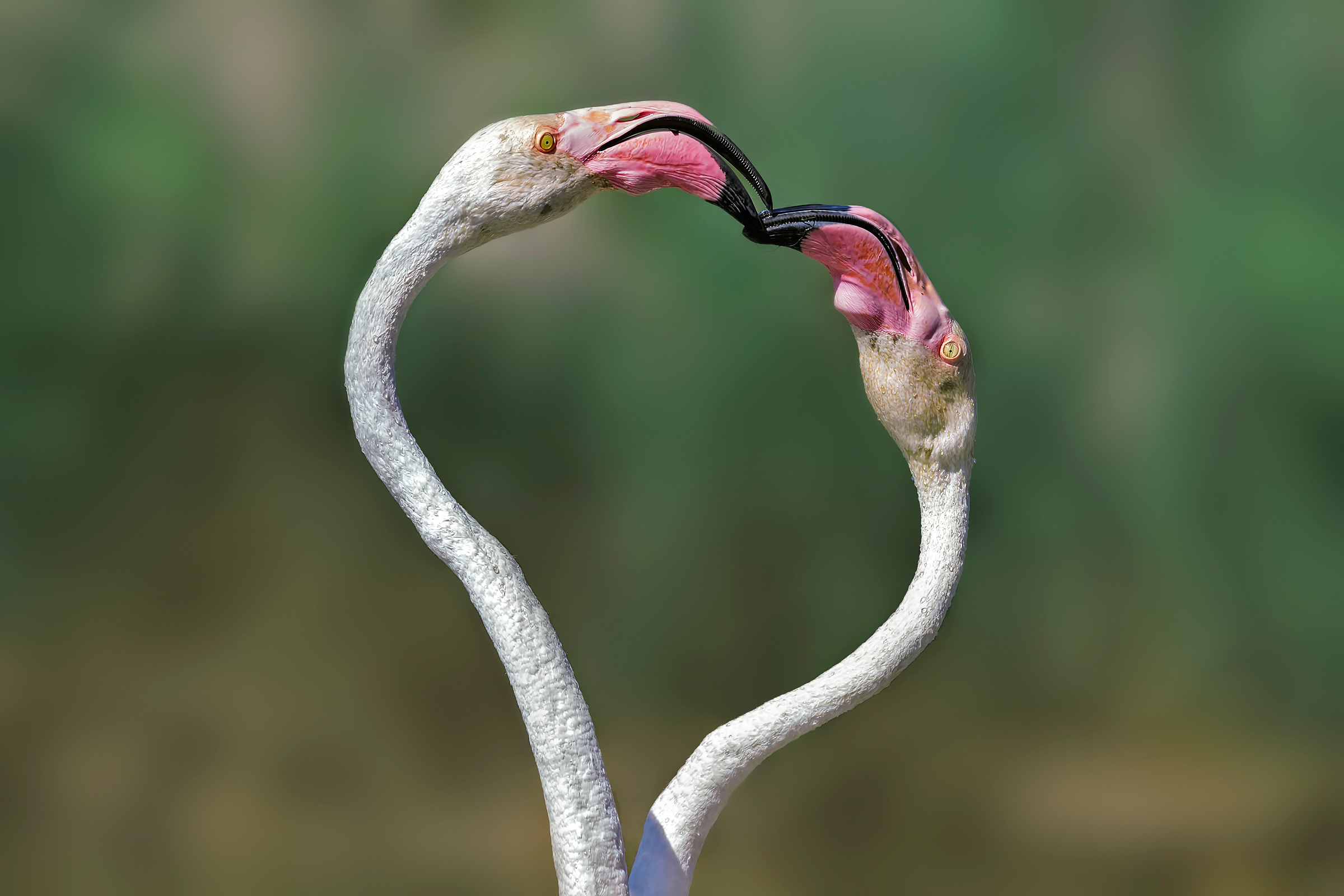 Flamingos, heart duel