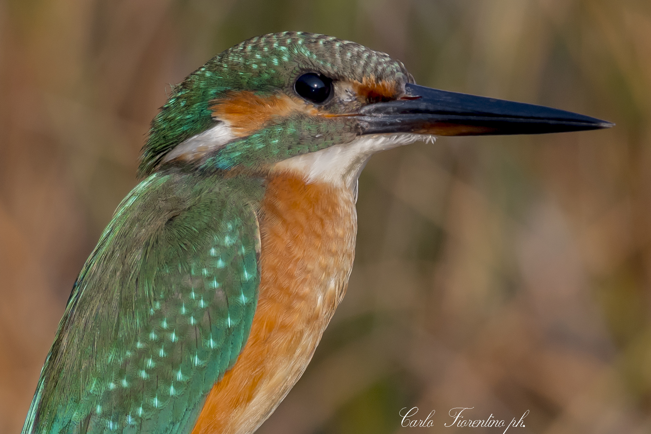 portrait....  Alcedo atthis Oasi wwwf. le Cesine