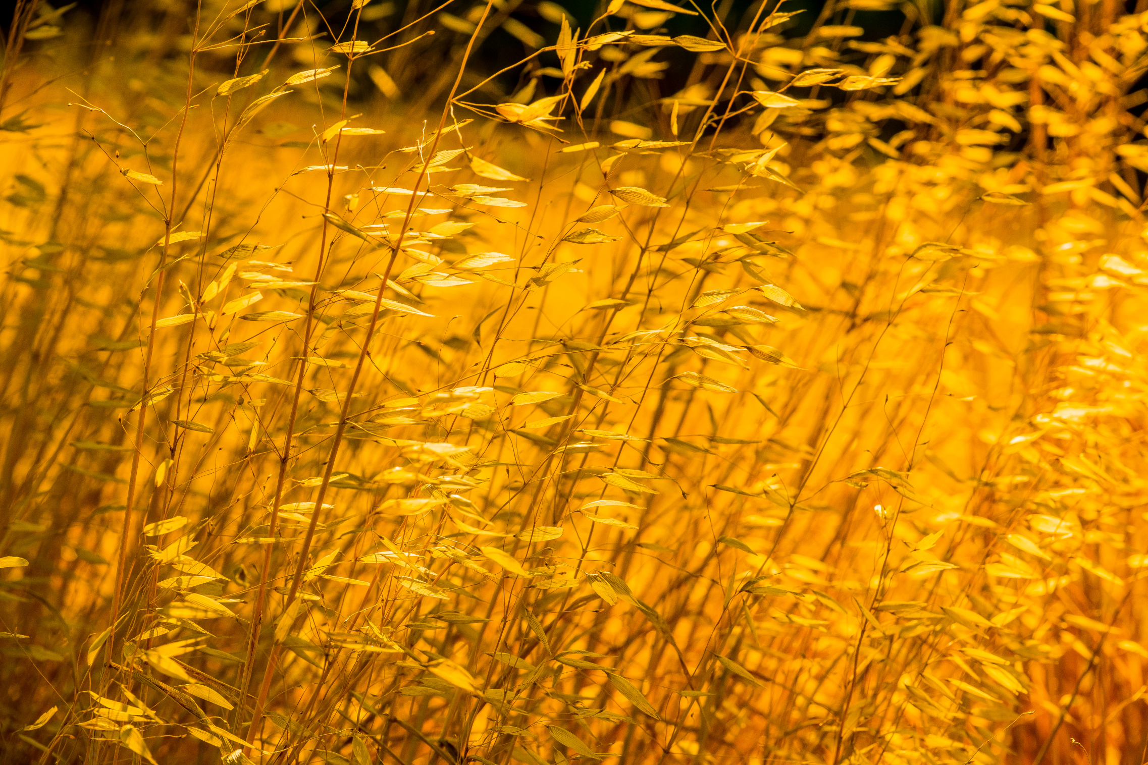 Hot summer ....................