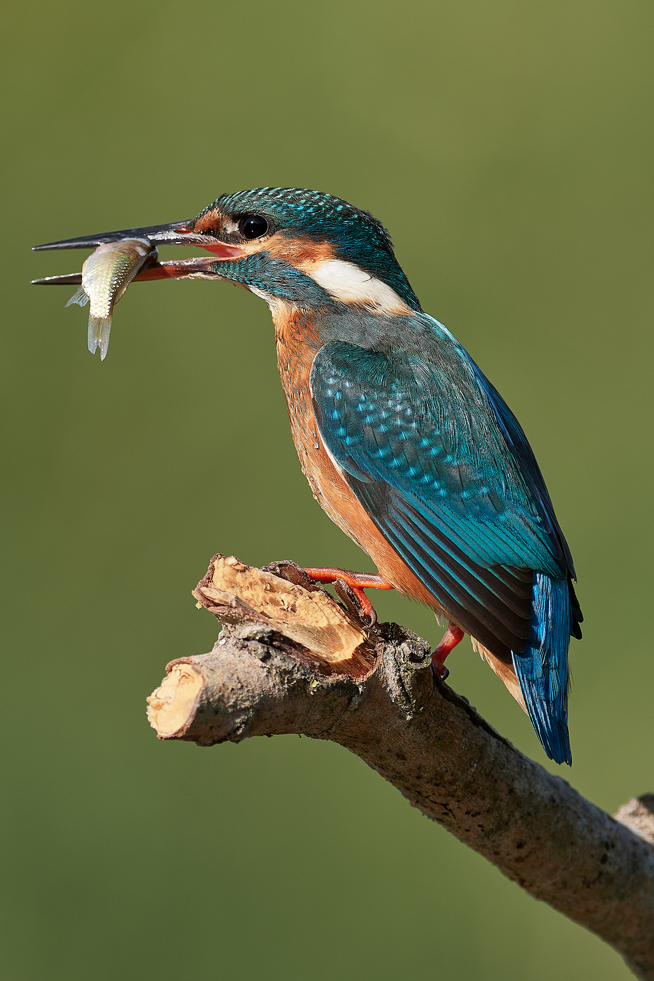 Alcedo Atthis
