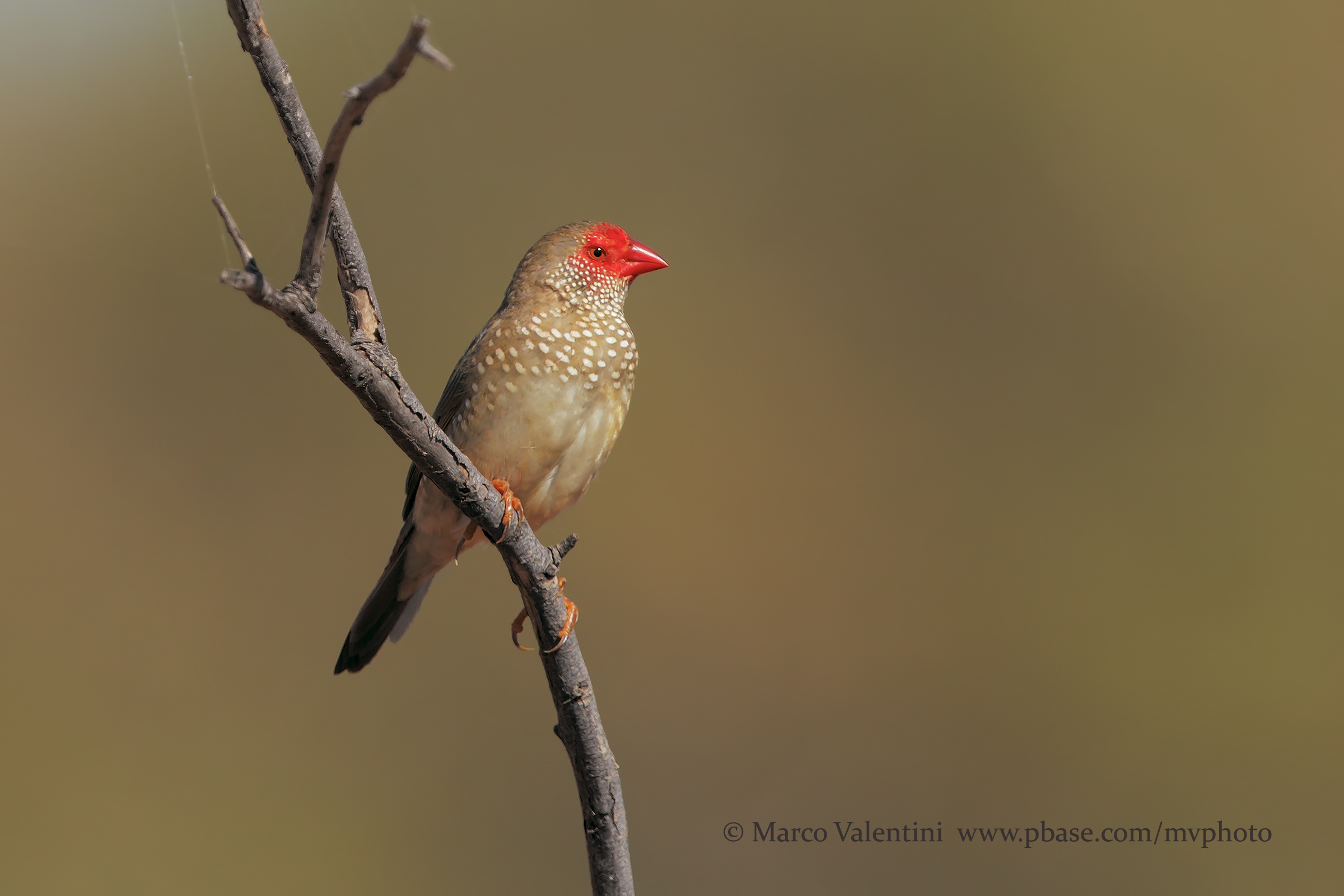 Gioielli nel deserto - Starfinch