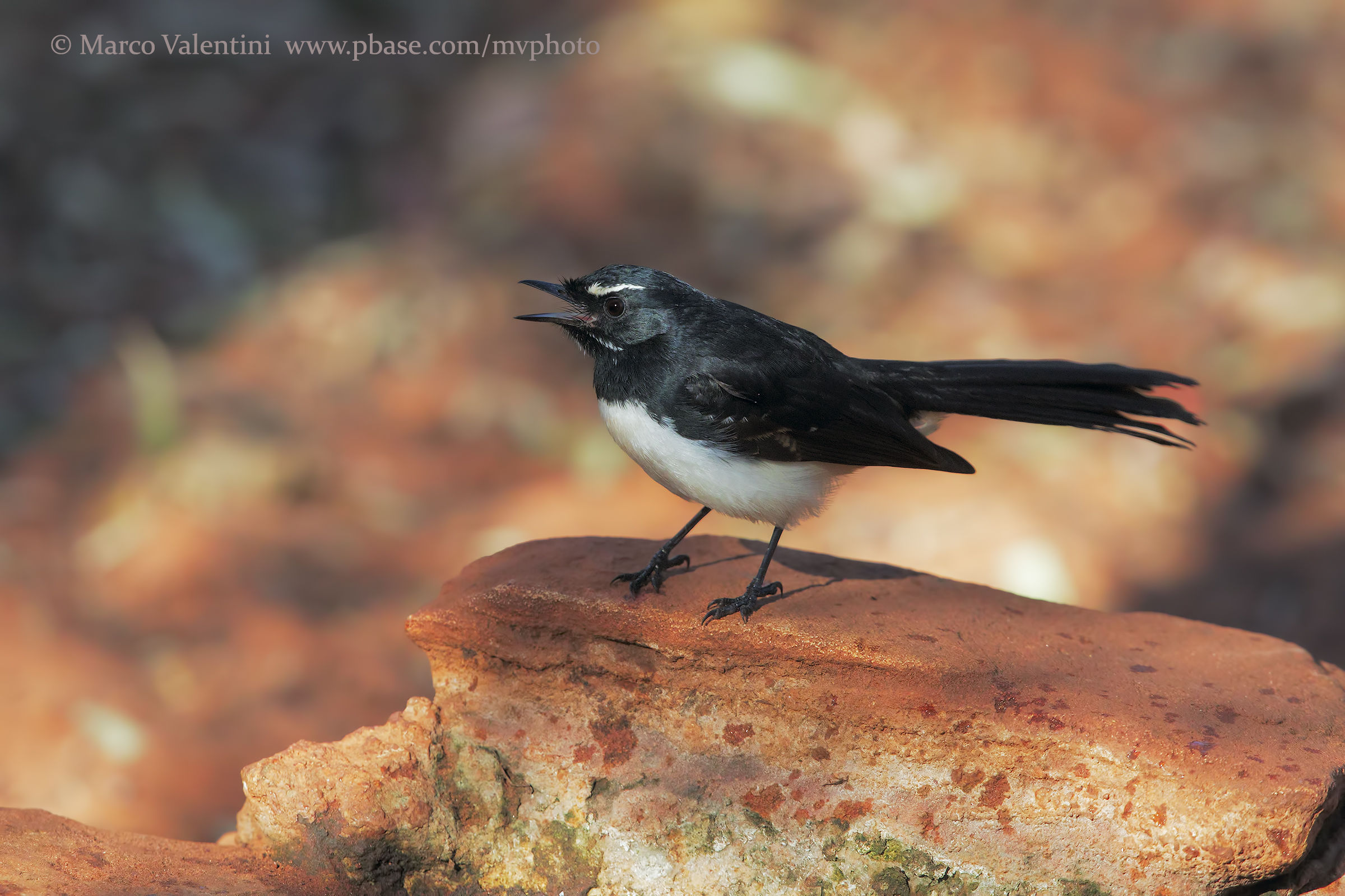 Willie wagtail