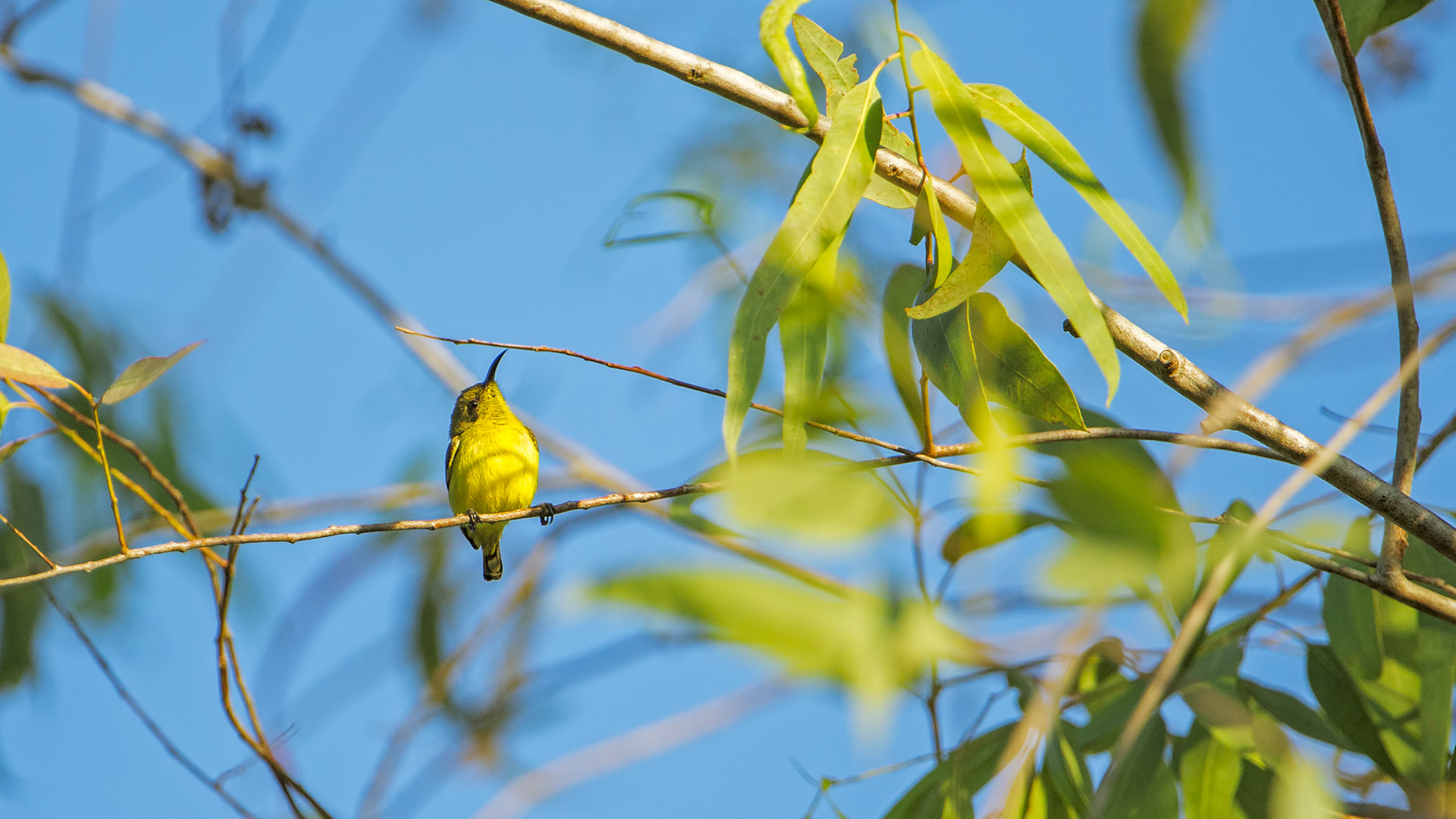 Femmina di nettarinia ventregiallo (Cinnyris jugularis)
