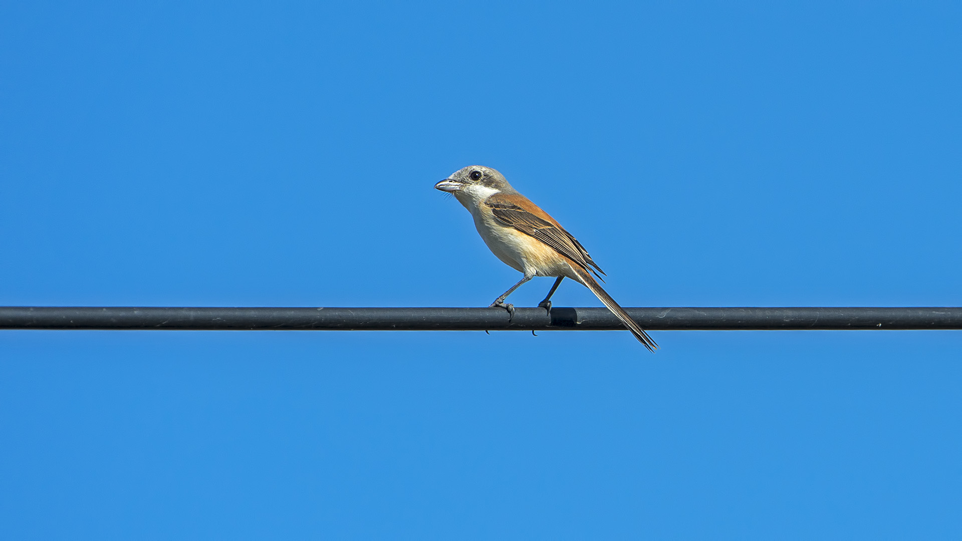 Averla dorso rossiccio (Lanius schach)