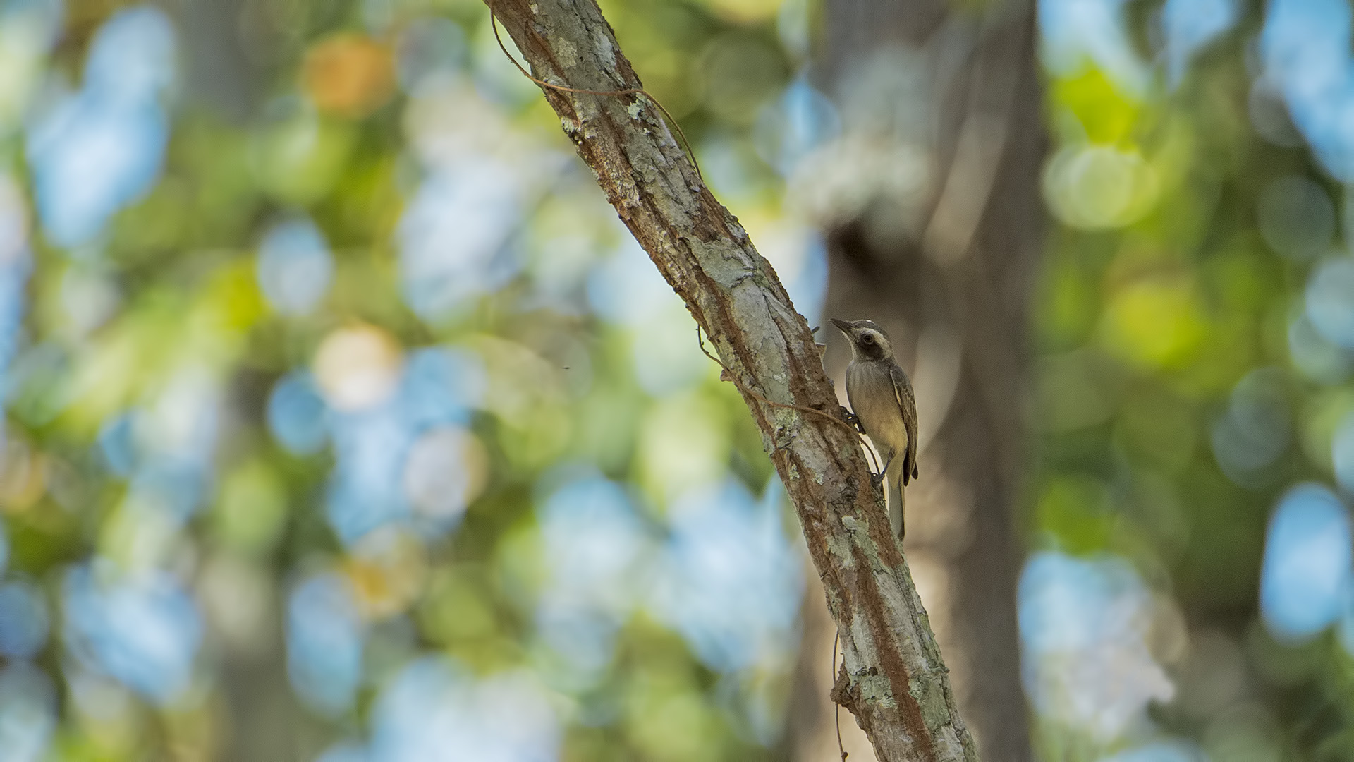Averla boschereccia comune (Tephrodornis pondicerianus)