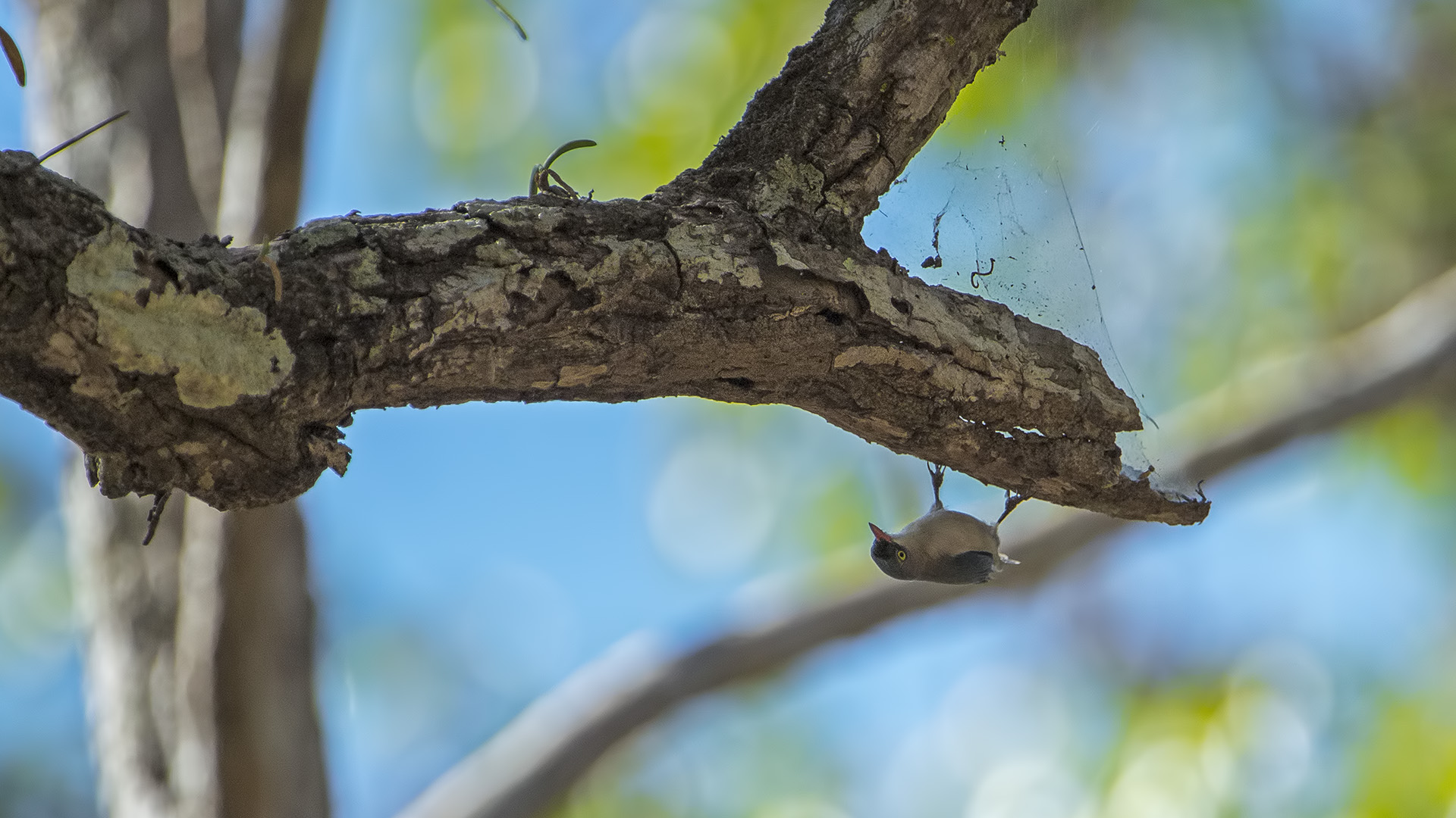 Picchio muratore vellutato (Sitta frontalis)
