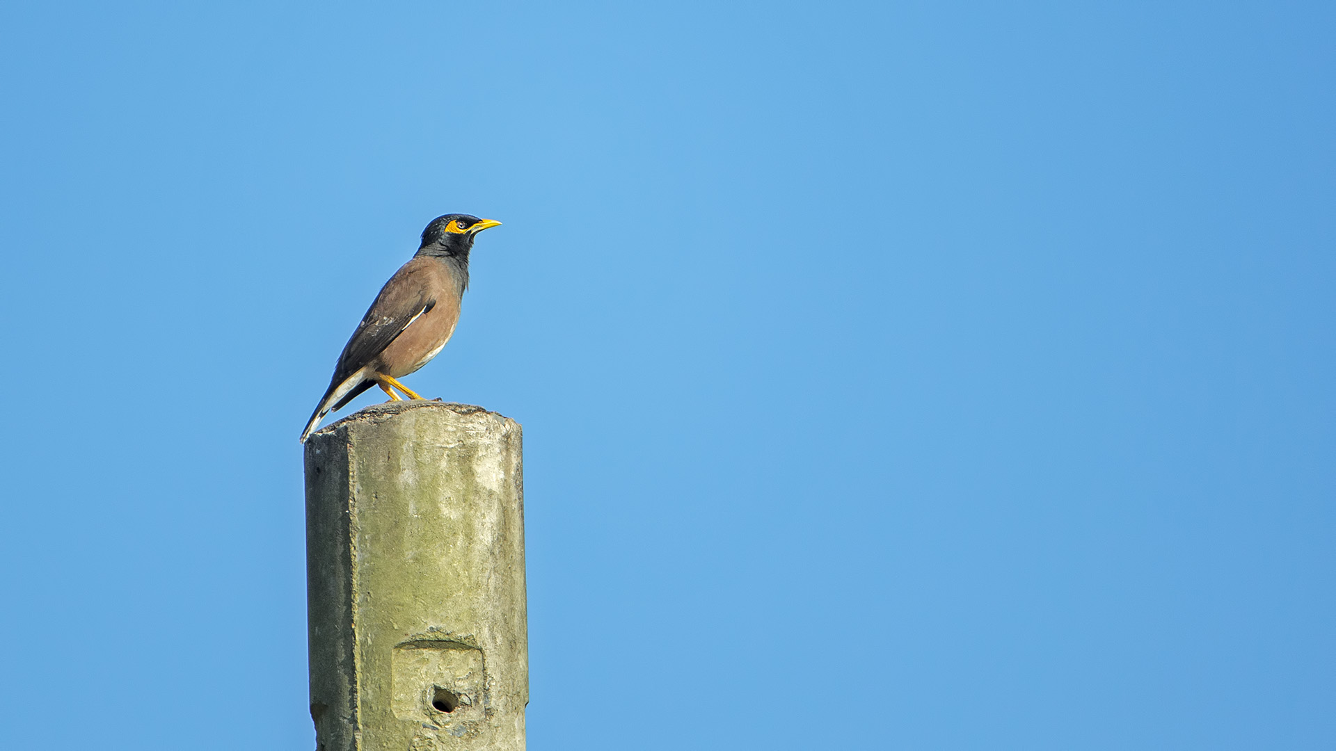 Acridotheres tristis (Maina comune)