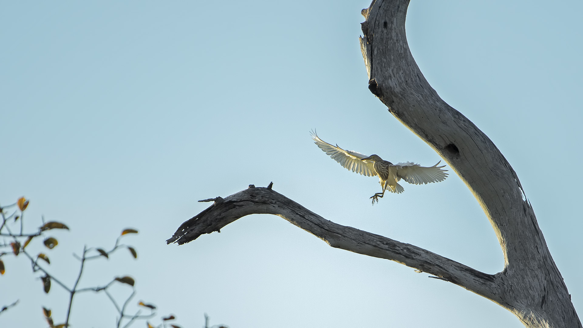 Ardeola bacchus (Sgarza cinese)