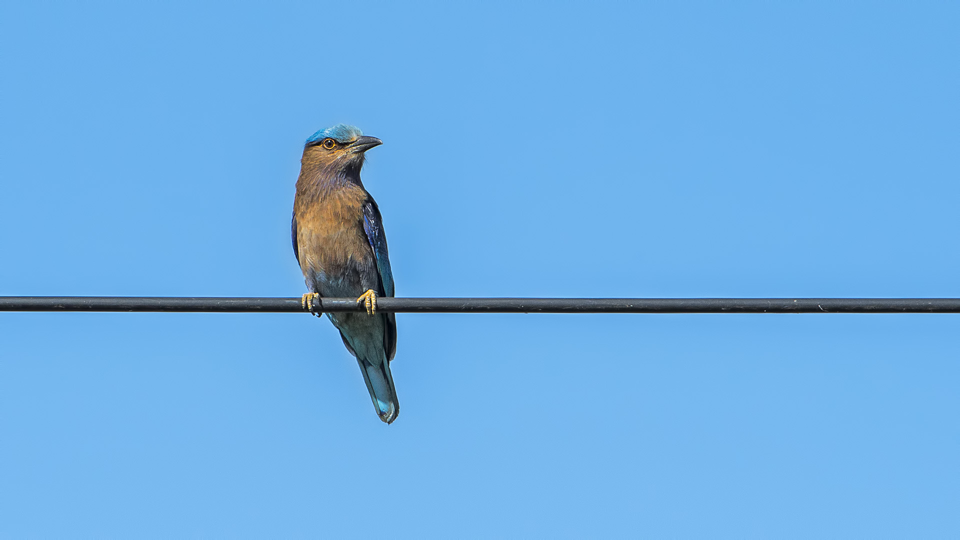 Coracias Benghalensis (Ghiandaia marina indiana)