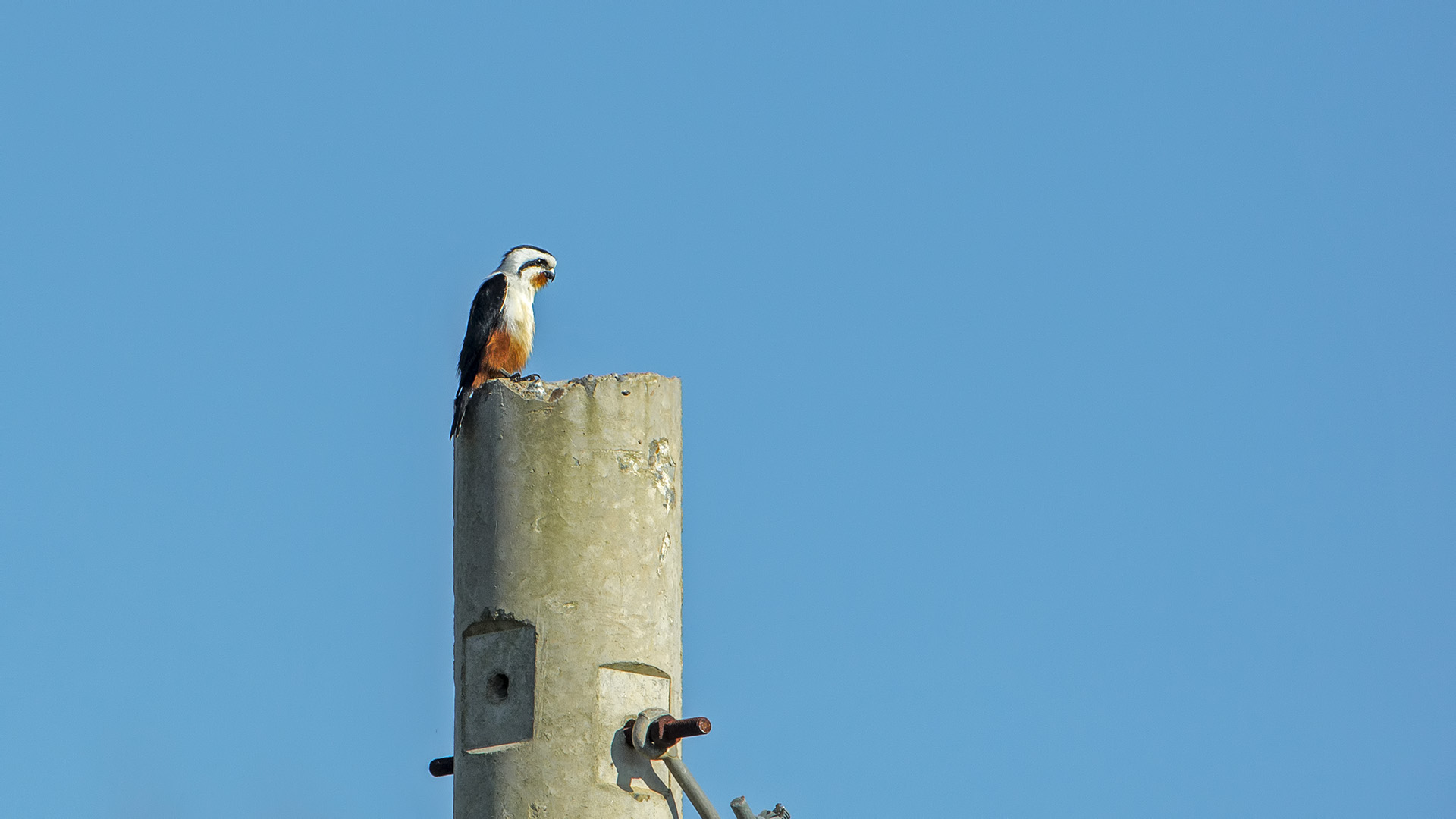 Microhierax caerulescens (Falchetto dal collare)