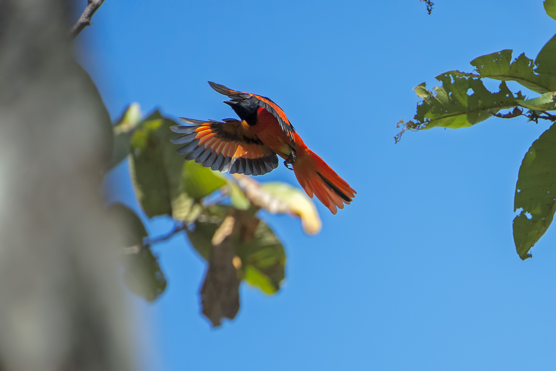 Pericrocotus flammeus (Minivet scarlatto)