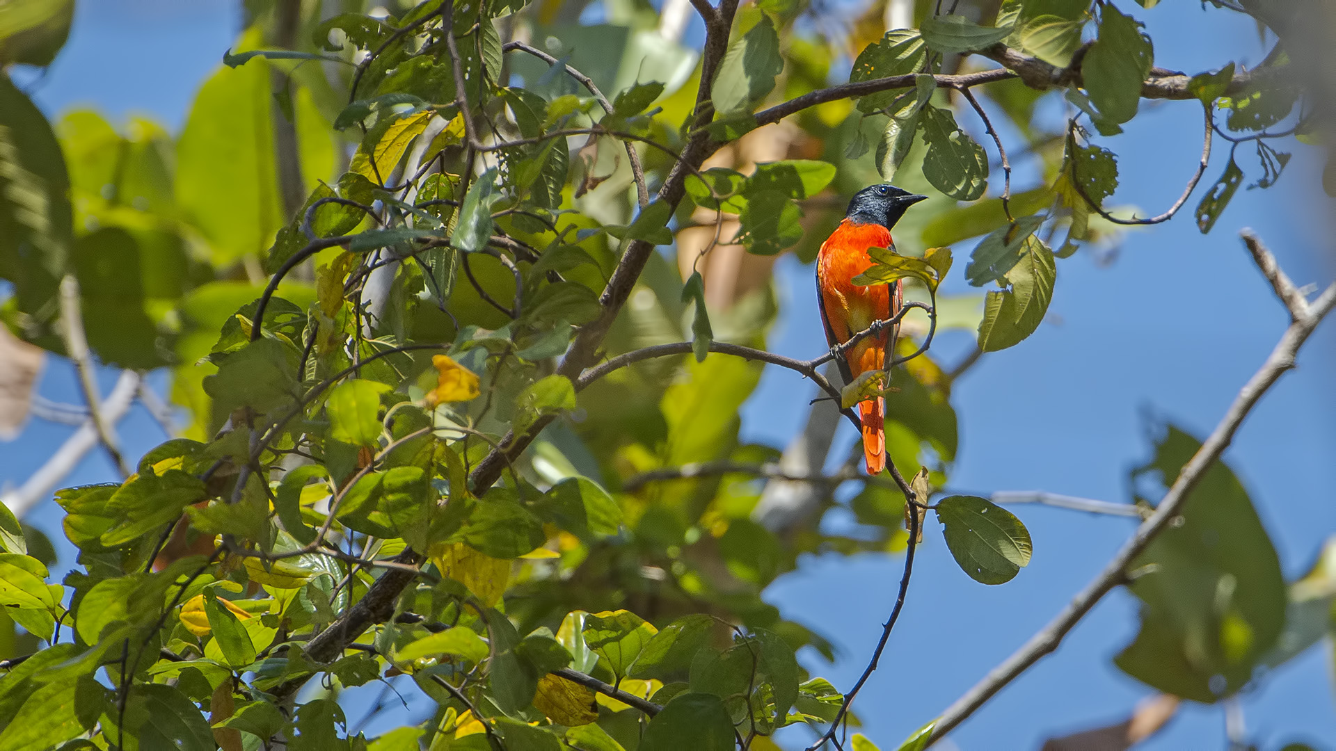 Pericrocotus flammeus (Minivet scarlatto)