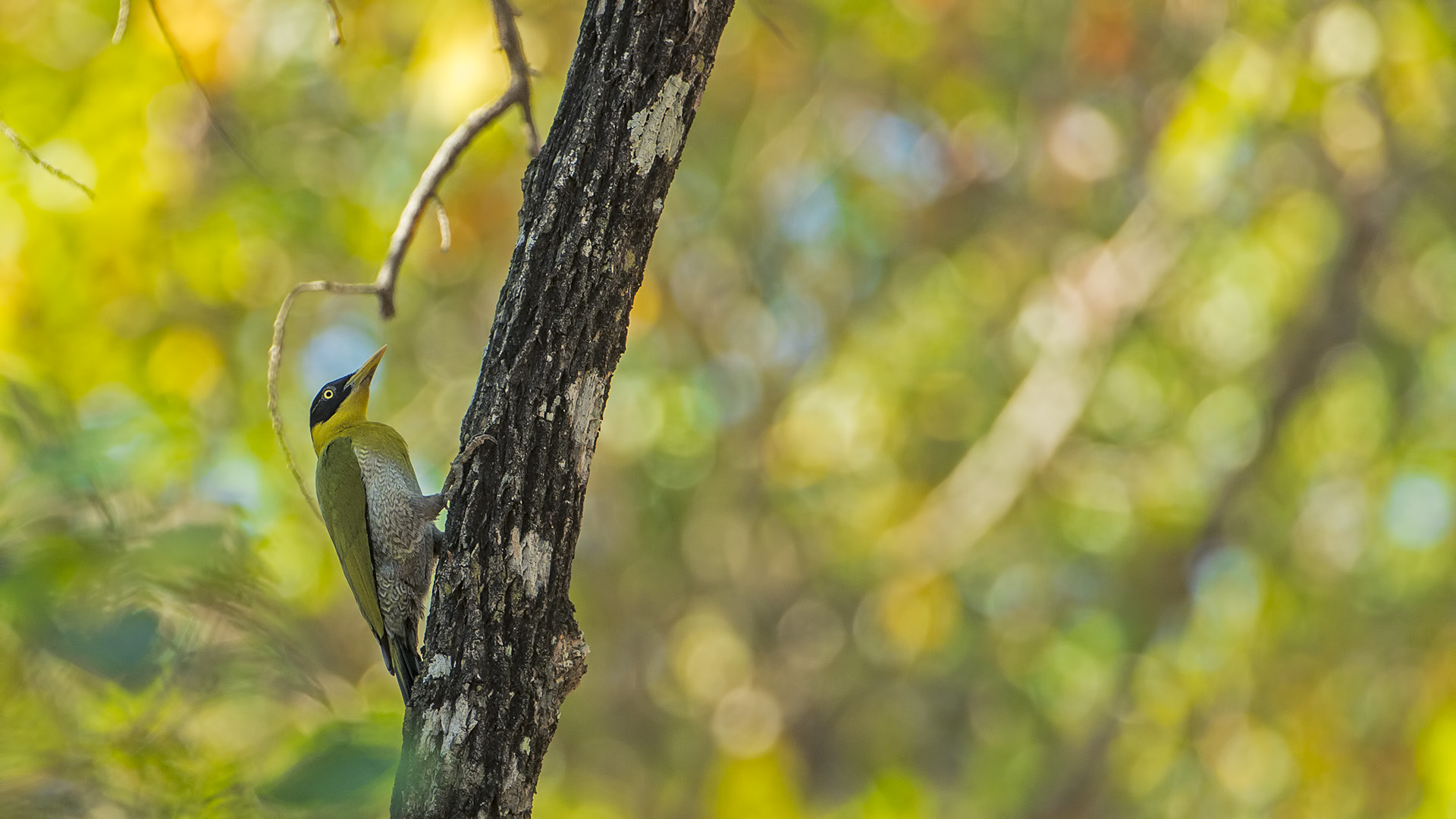 Picus Erythropygius (Picchio testanera)