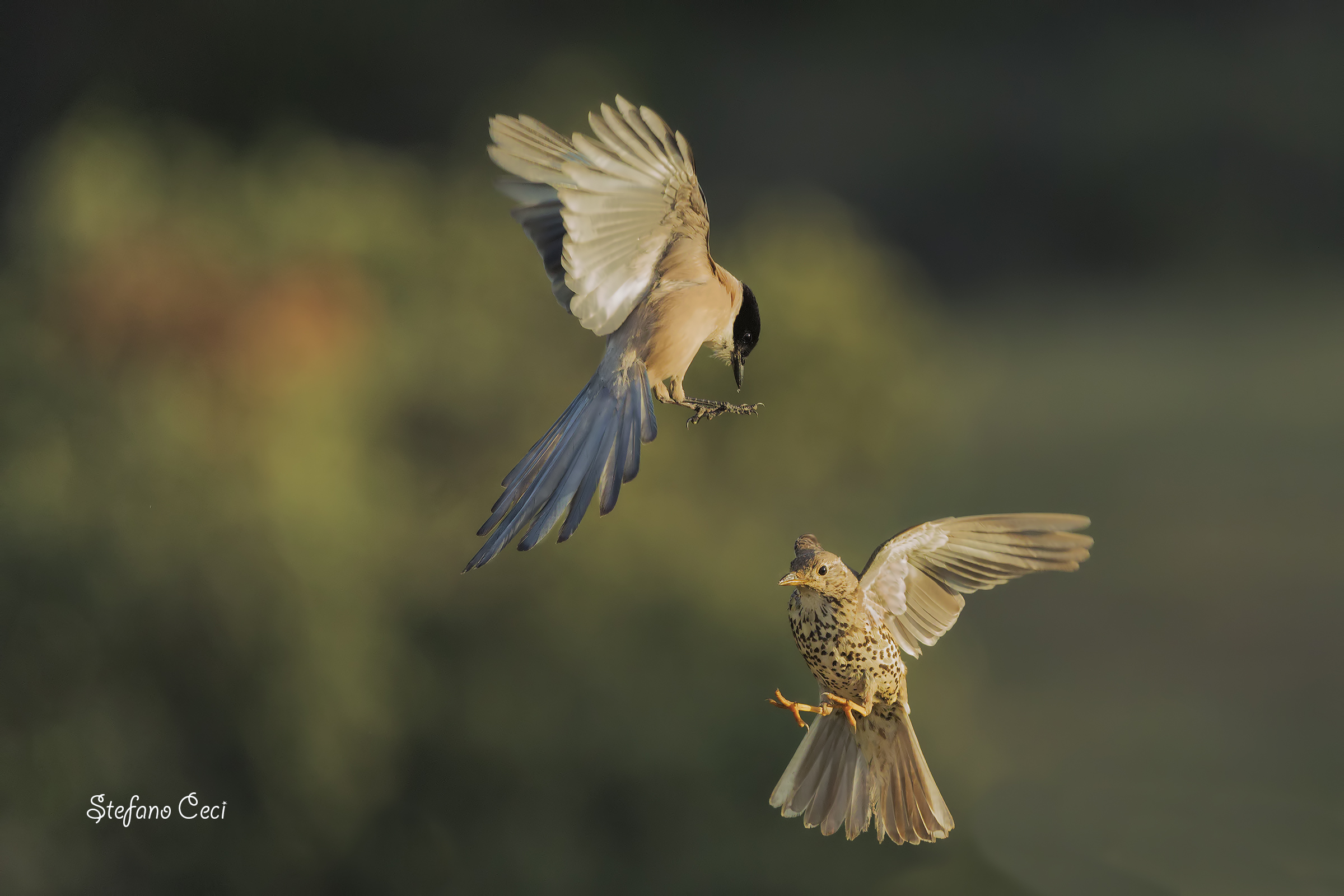 incontro tra la Tordela e la Gazza Aliazzurre