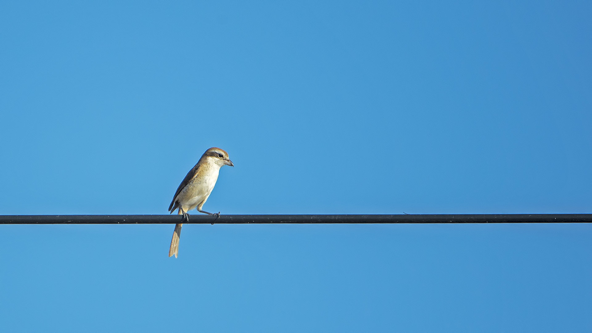Lanius cristatus (Averla bruna)