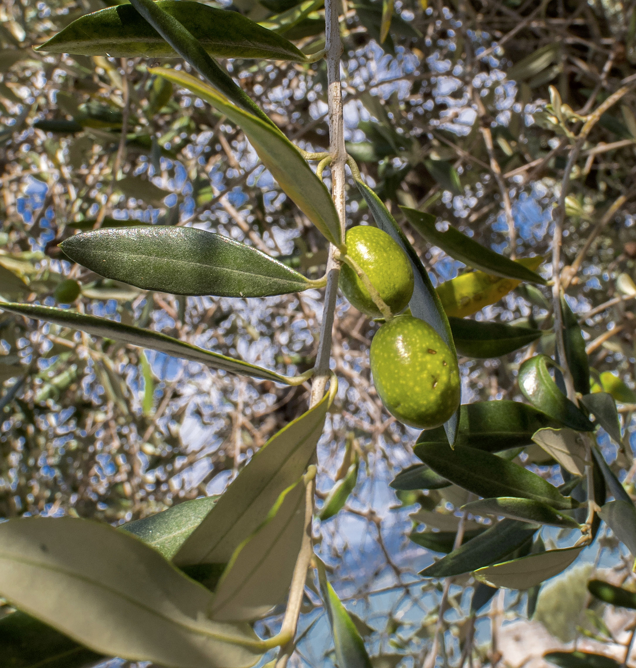 Sirmione - Le olive del Garda