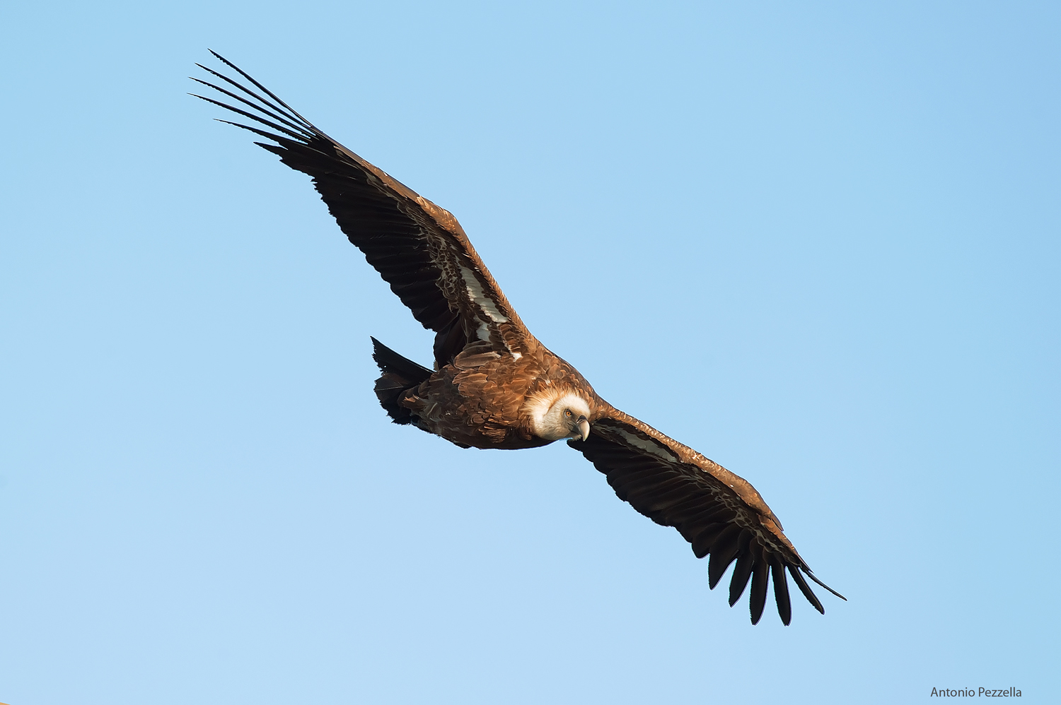 griffin 2 of the Verdon