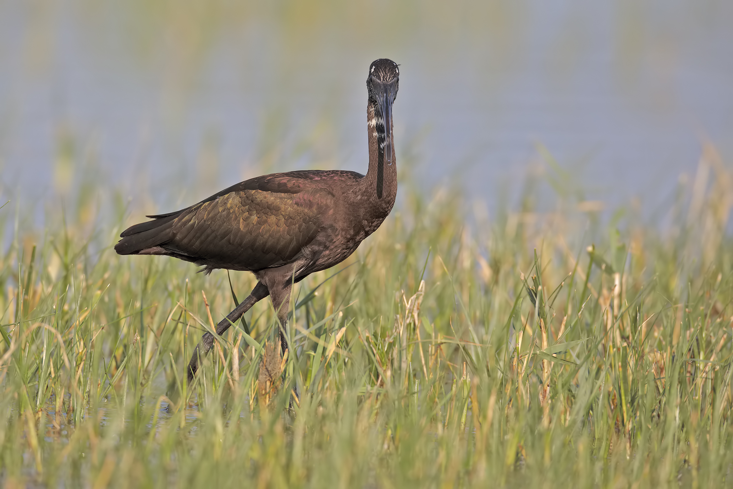Glossy Ibis