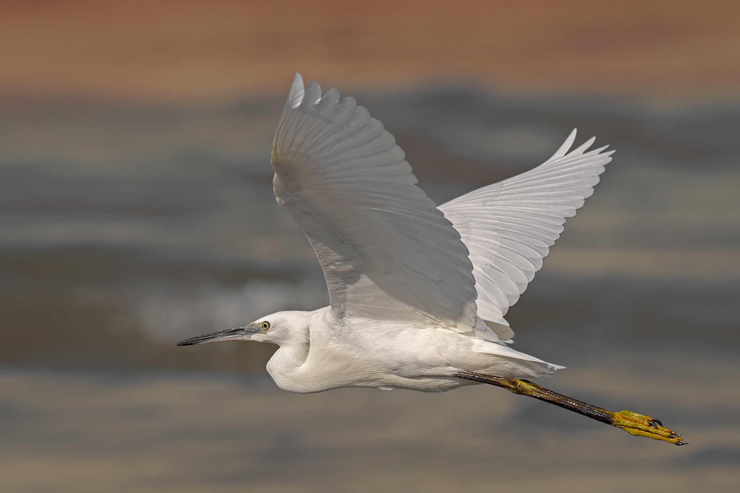 In flight with a beating of wings