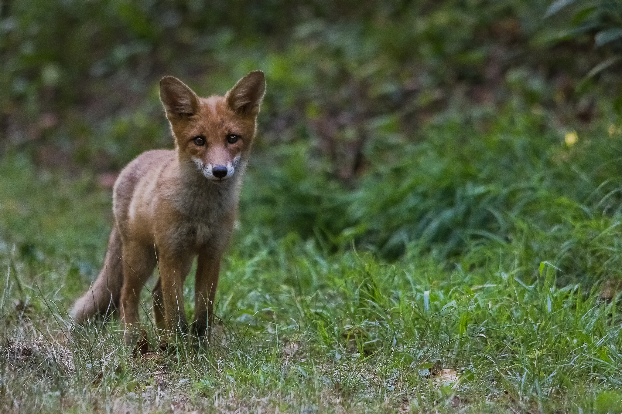 Young Fox