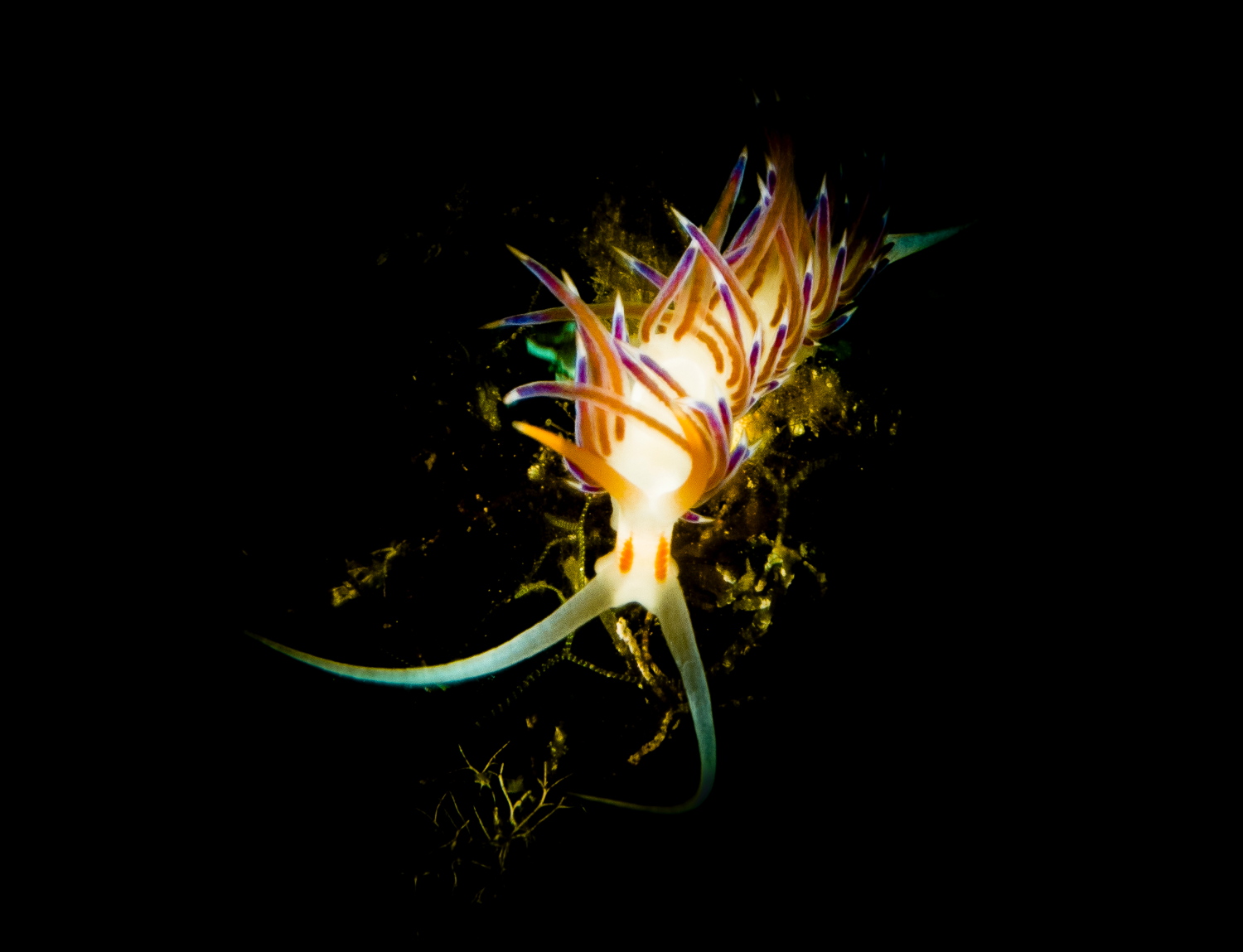 nudibranco