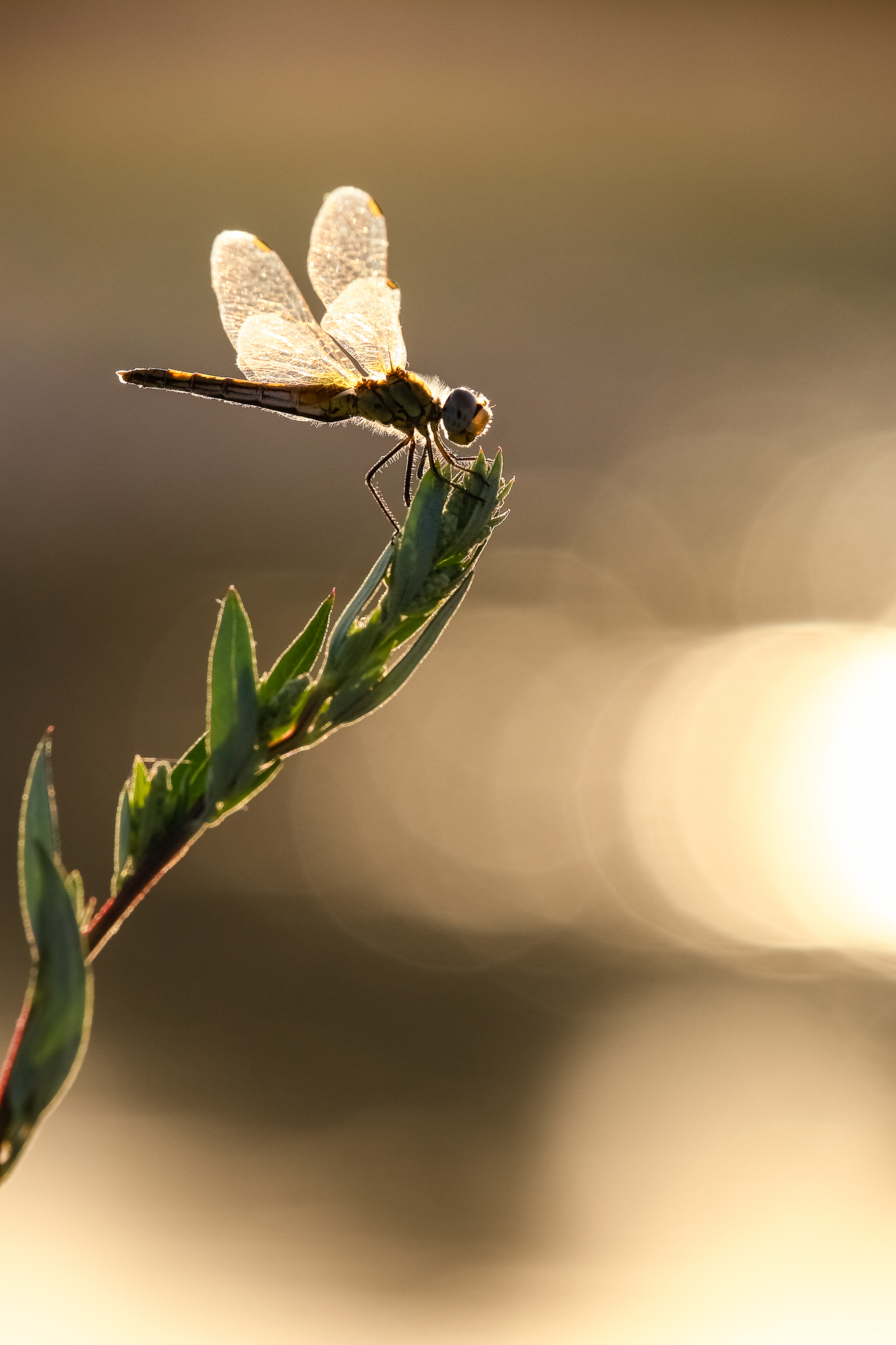 Dragonfly in backlight