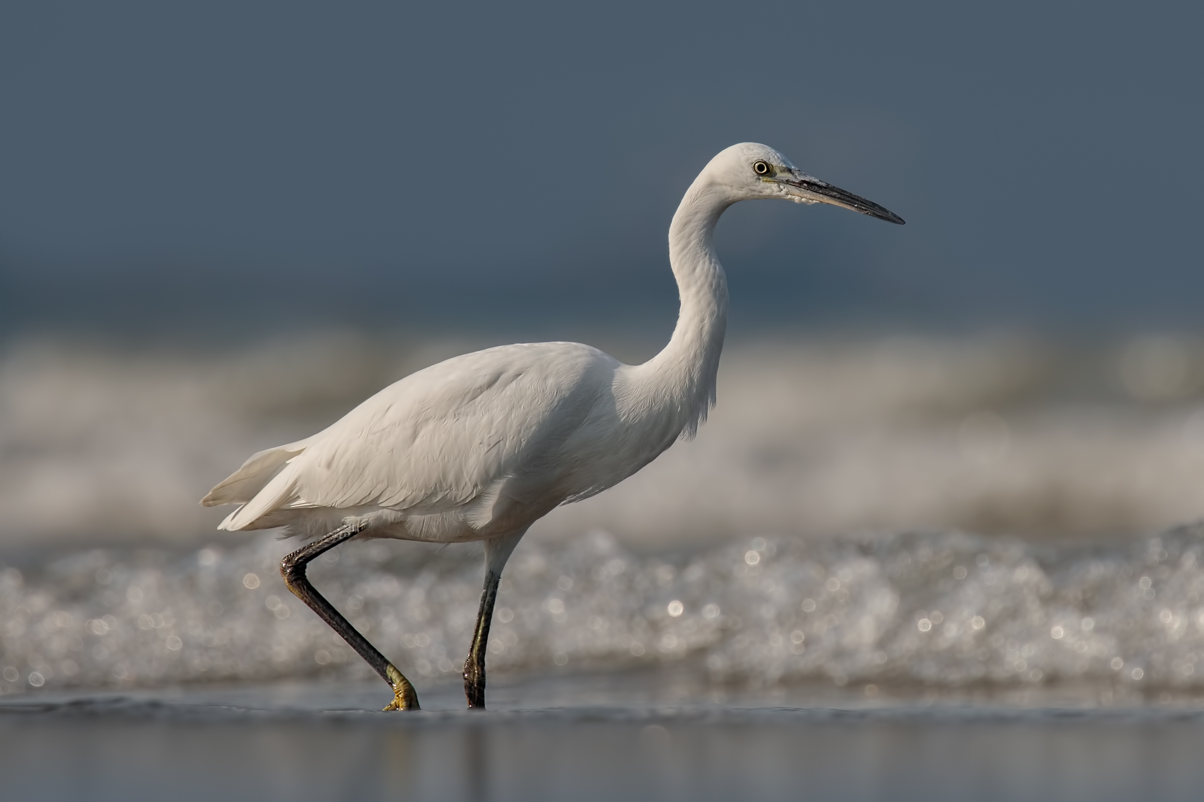 Garzetta (Egretta garzetta)