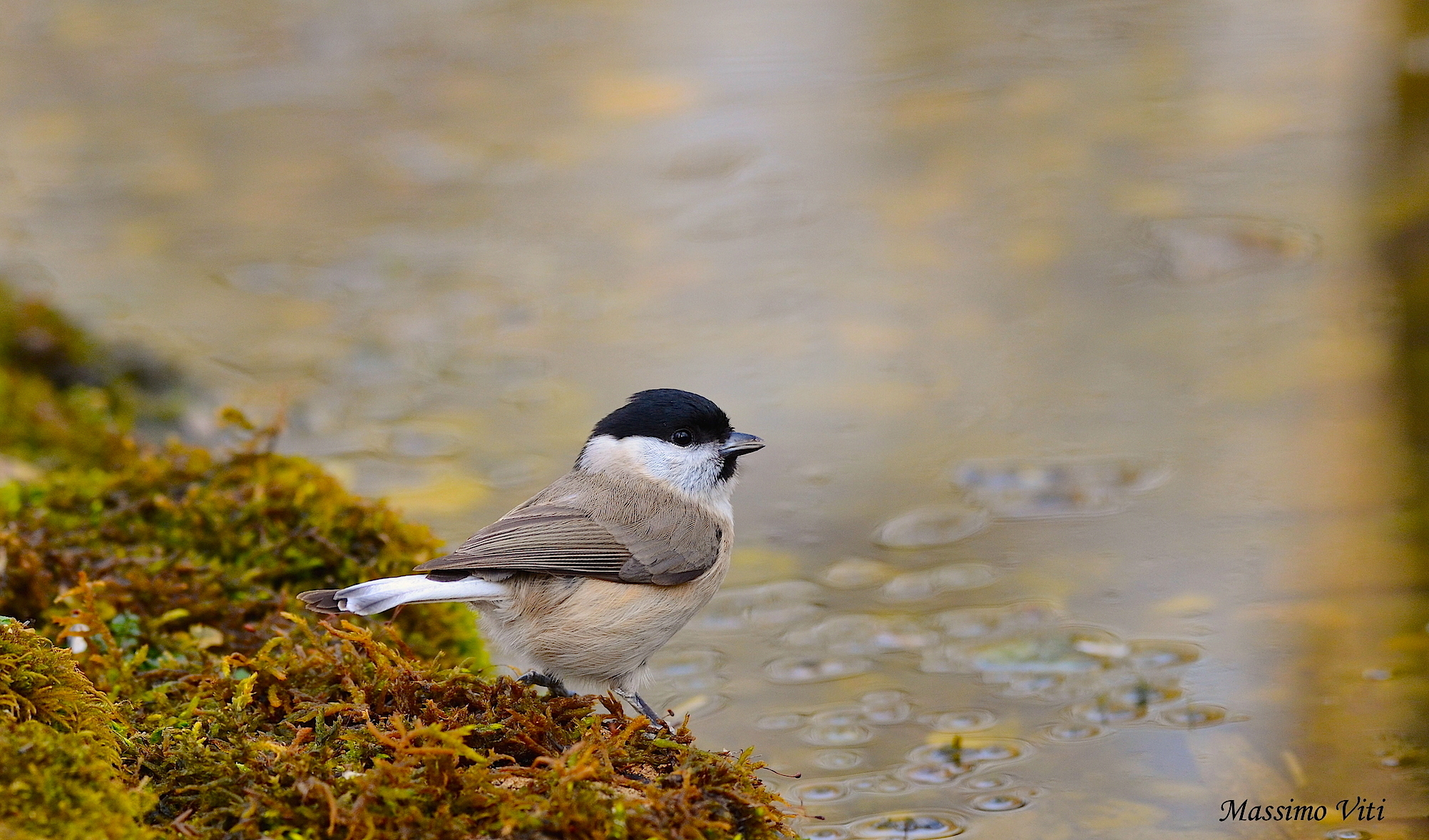 Cincia bigia ( Poecile palustris )