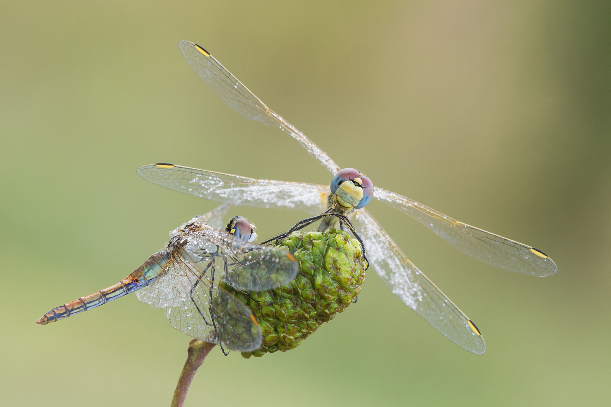 Sympertum......il grande ,il piccino
