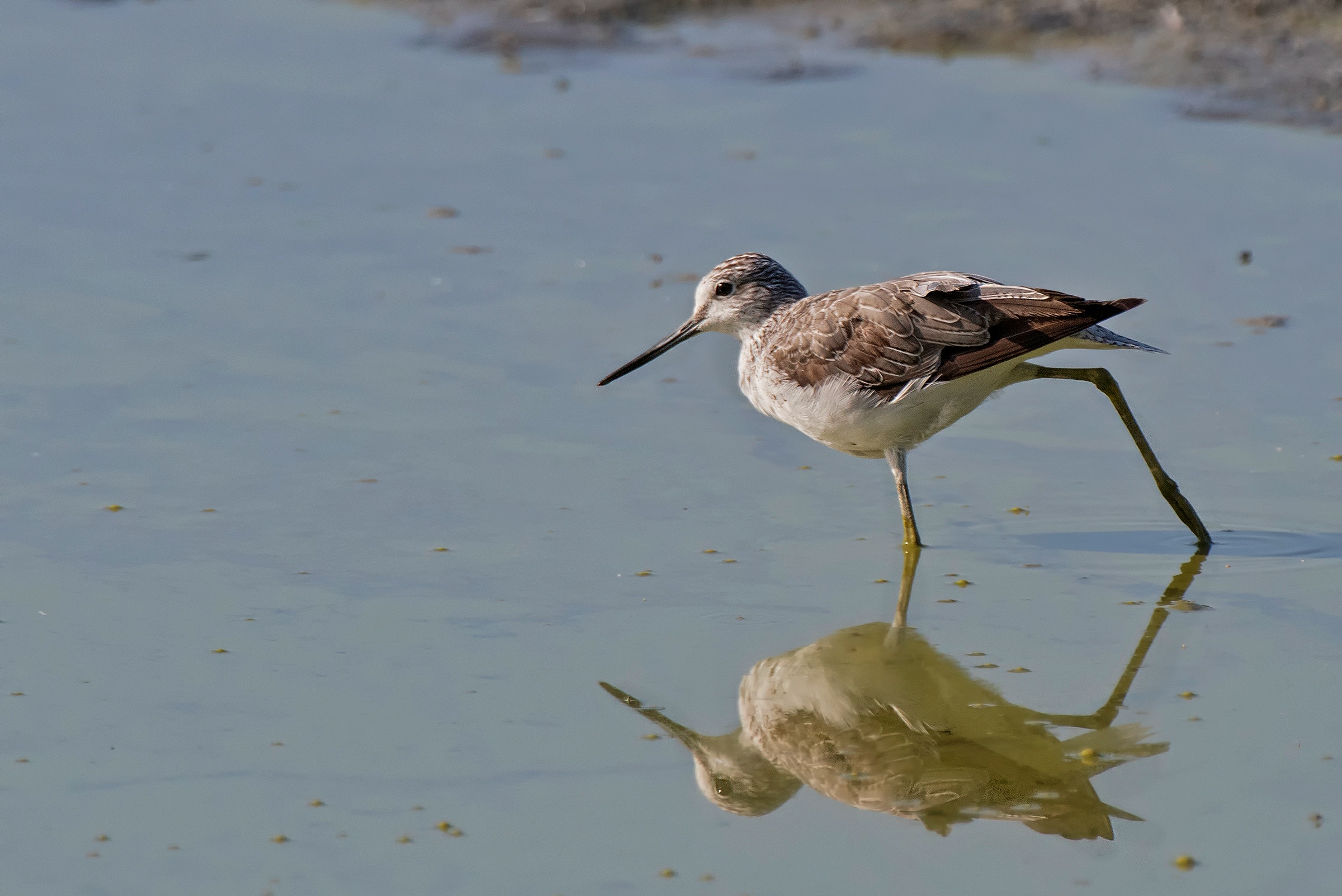 Pantana in stretching