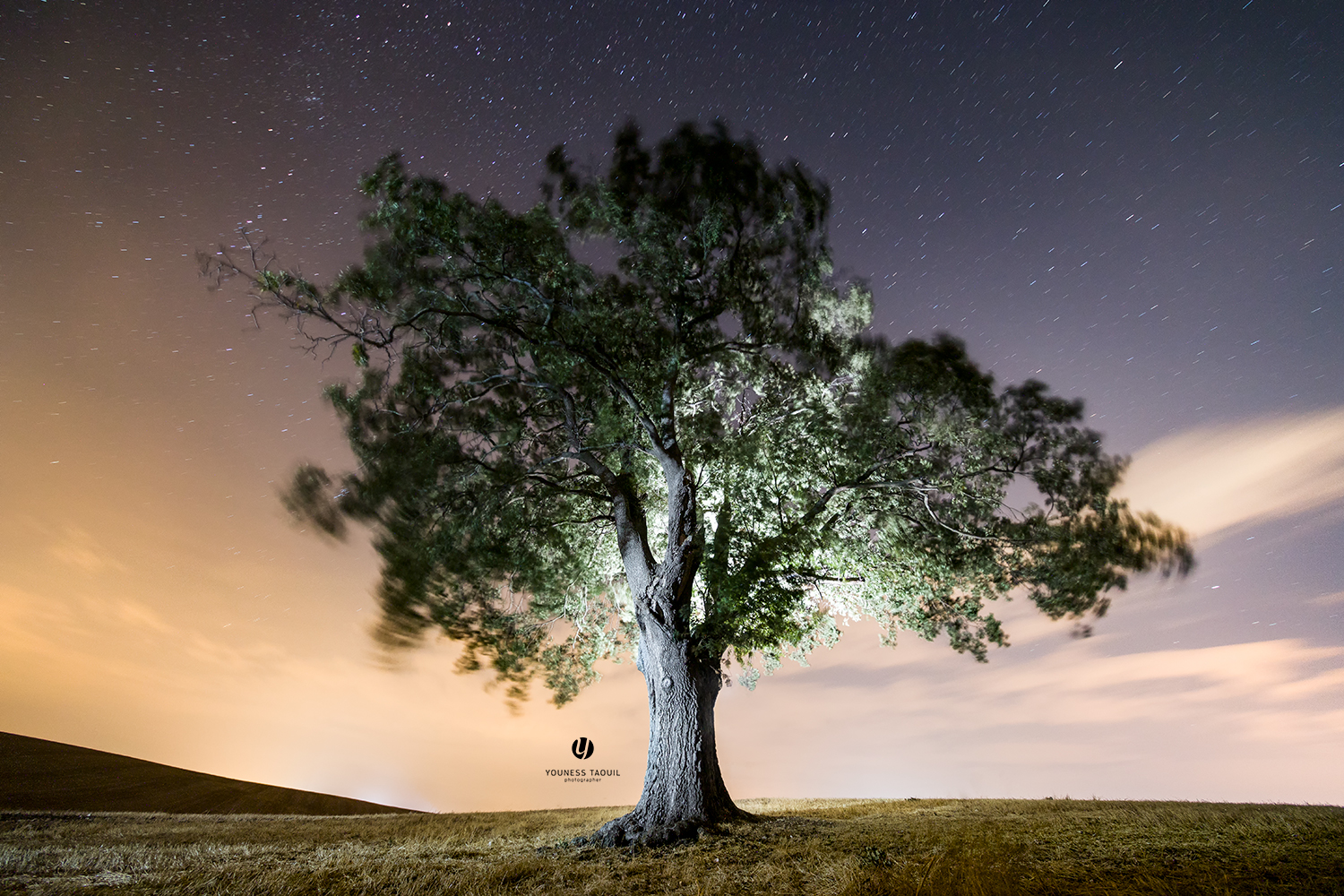 Tree the slowest explosion of a seed.