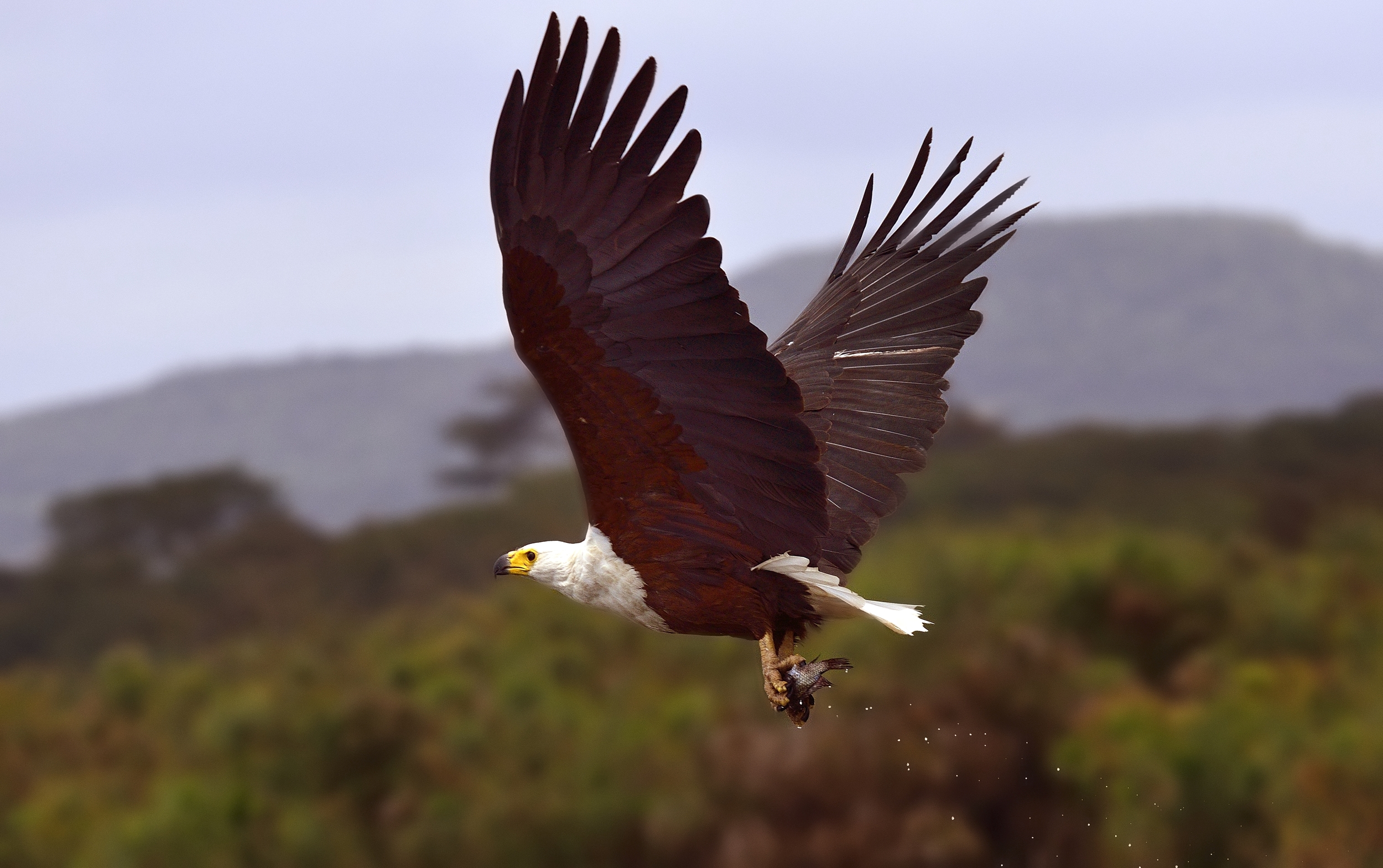 Fish eagle