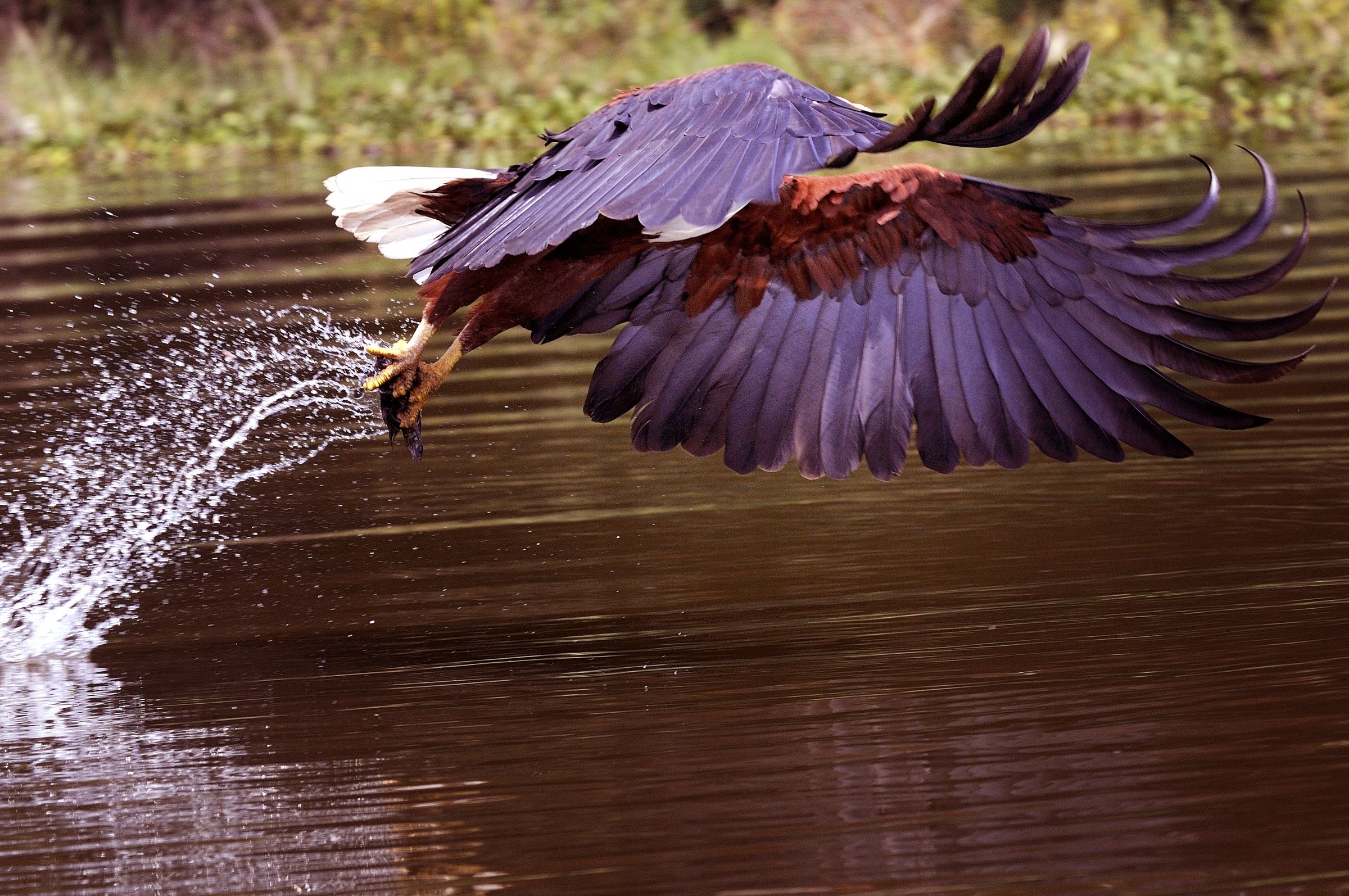 Fish eagle