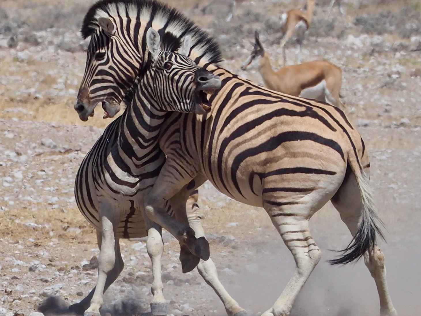 Conflitti alla pozza