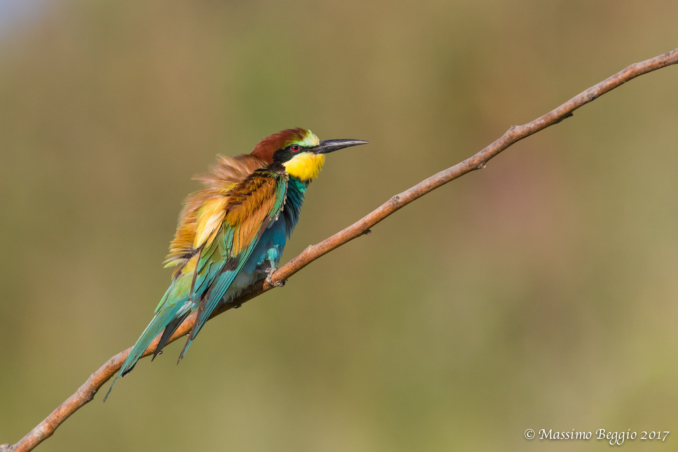 I will not be a Peacock but ...