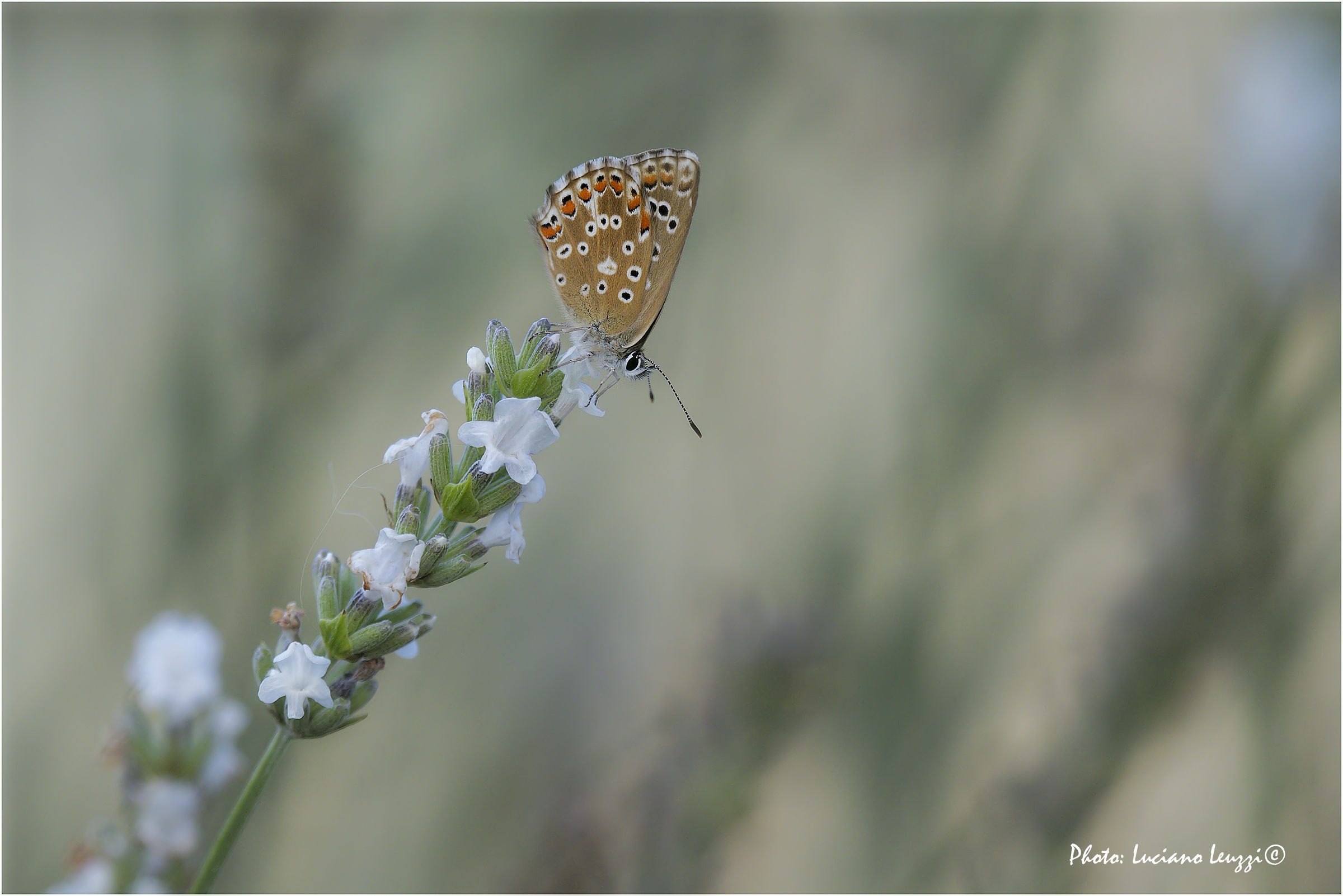 Polyommatus icarus