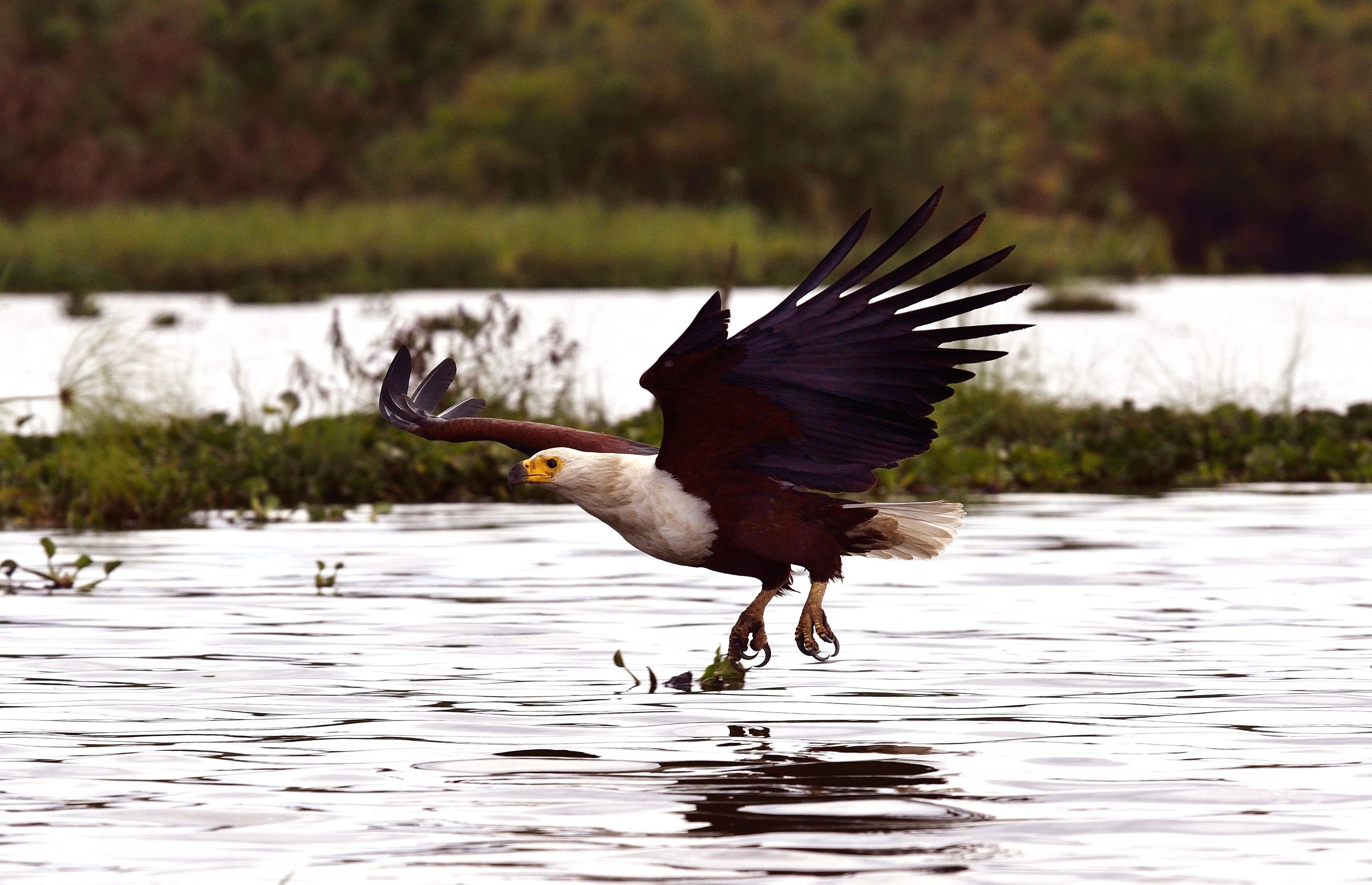 Fish eagle