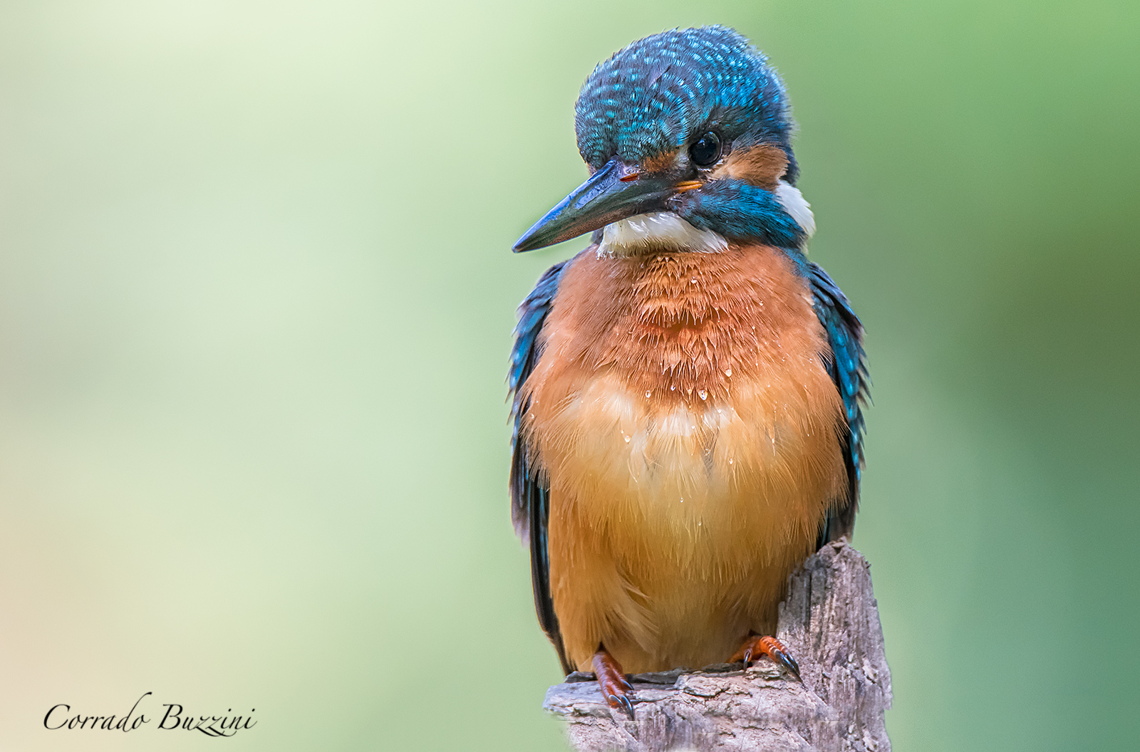 Martin fisherman posing