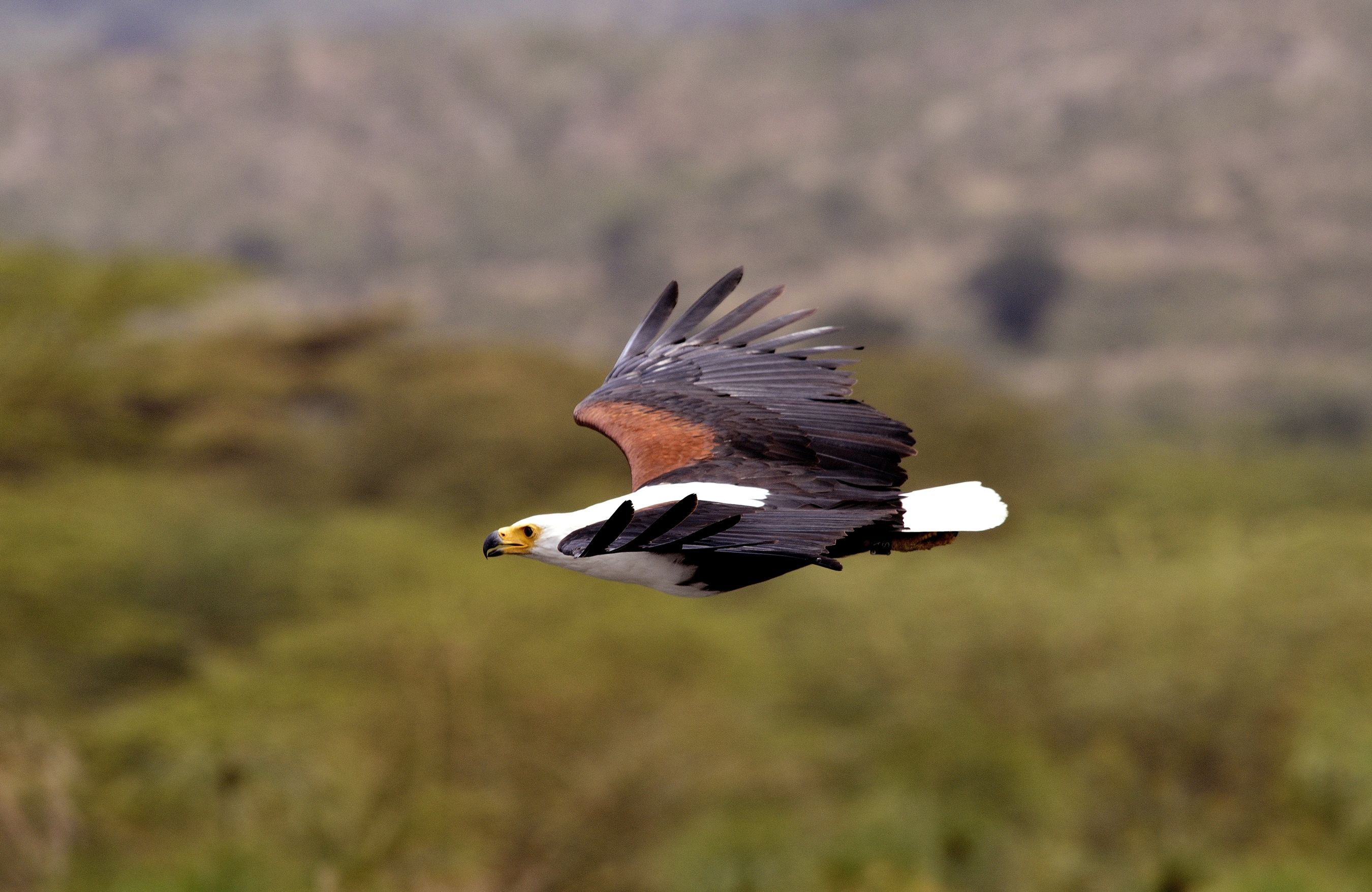 Fish eagle