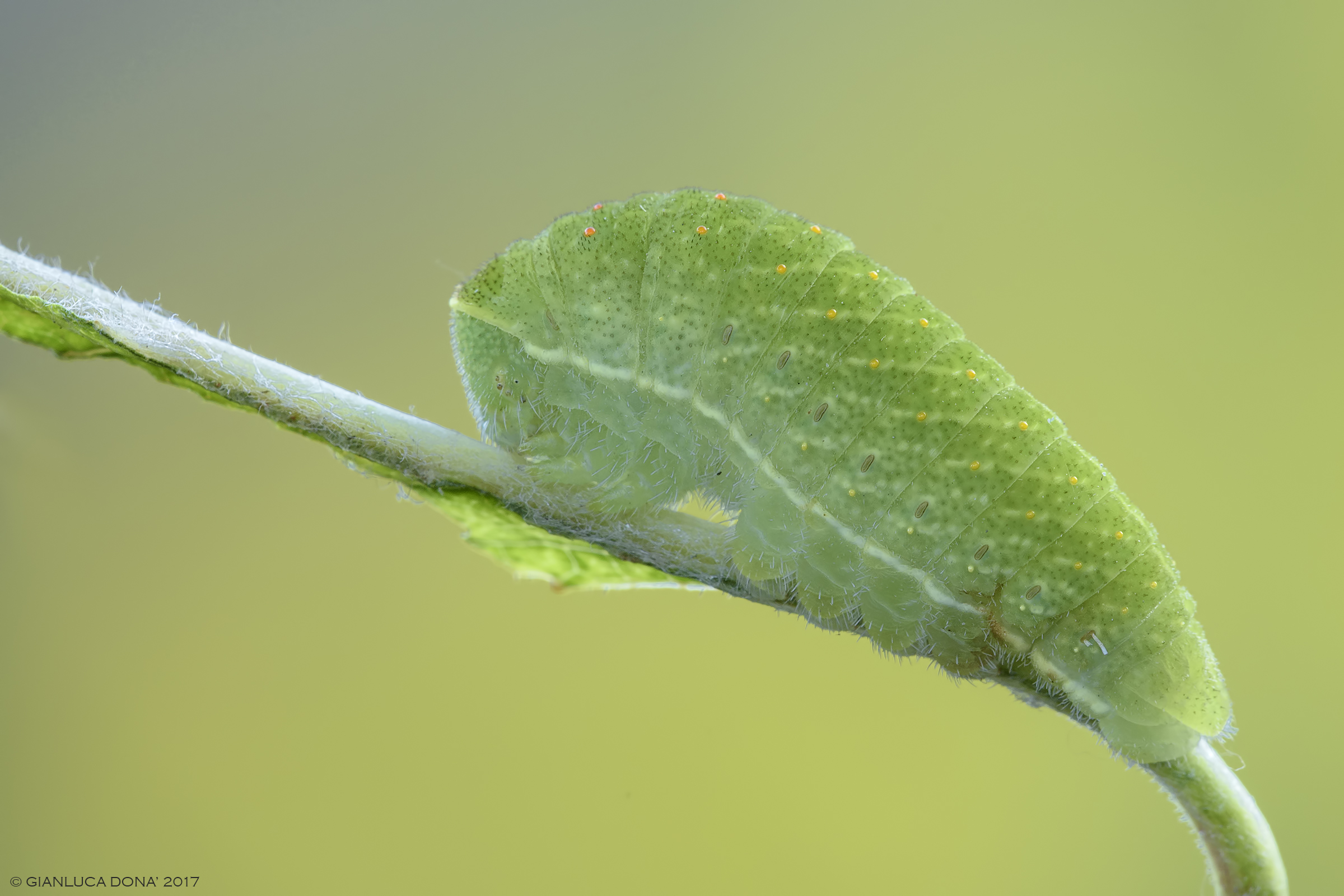Iphiclides podalirius L. 1758