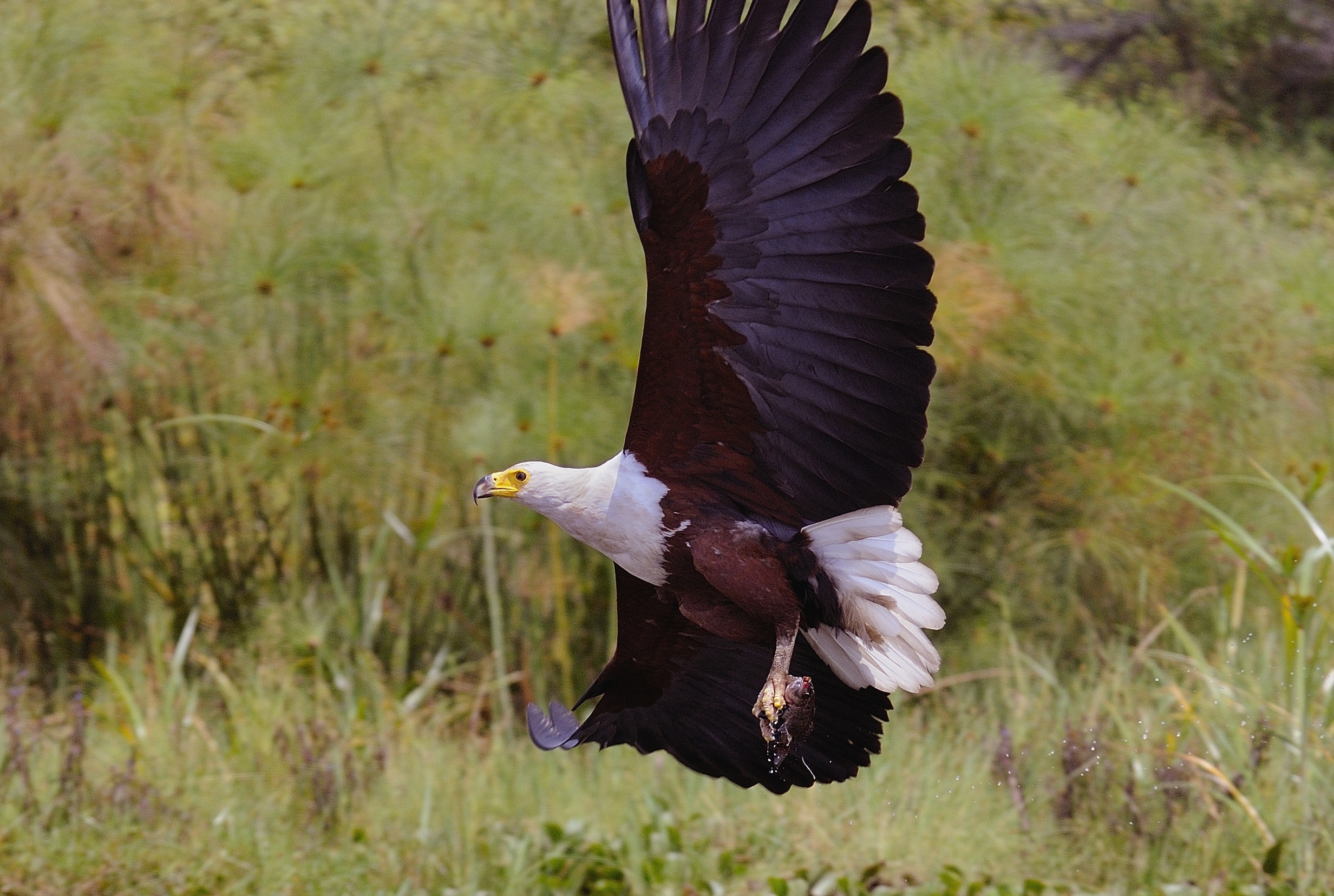 Fish eagle