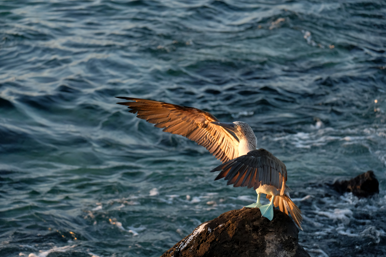 Sula Piediazzurri (Sula nebouxii)