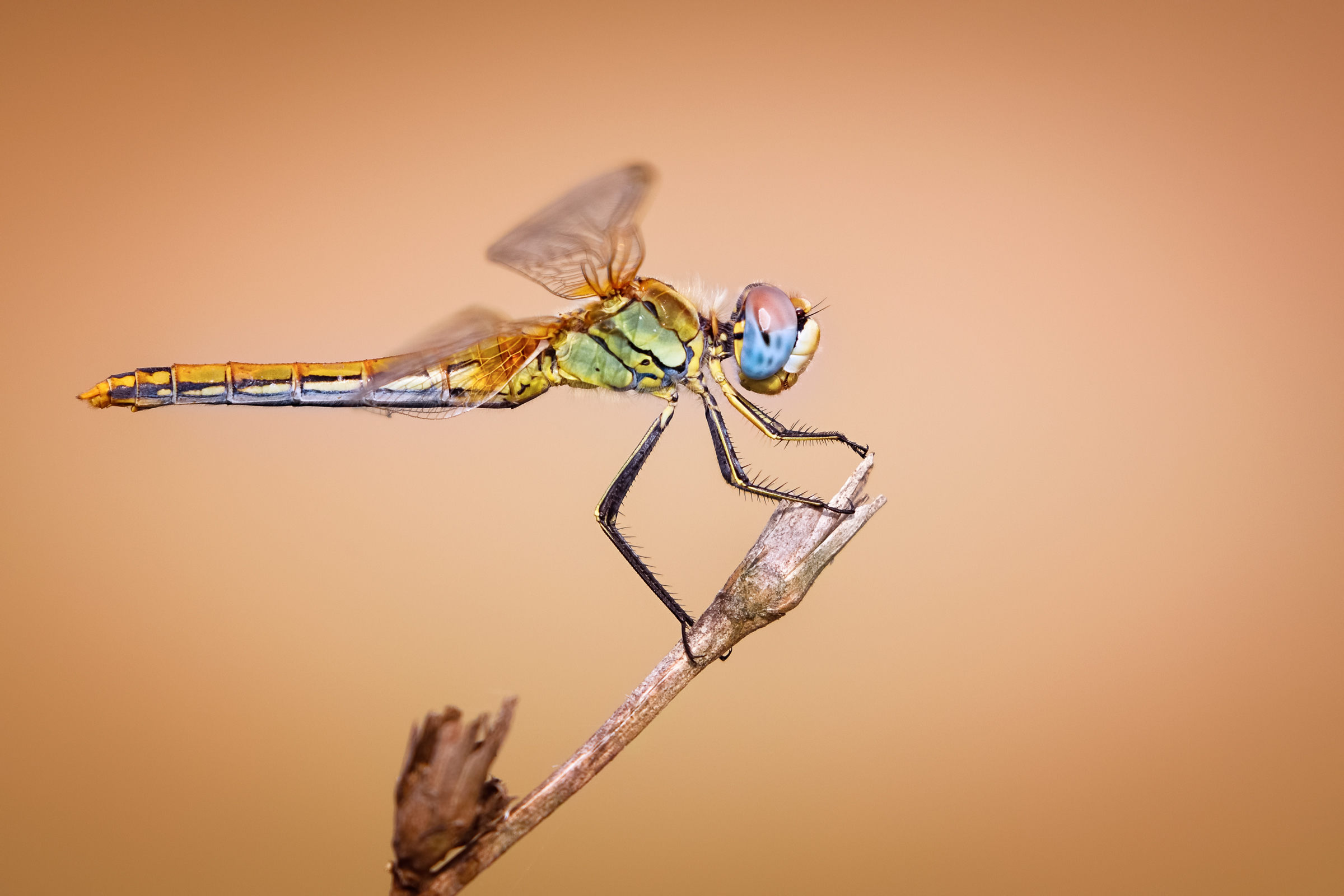 Dragonfly