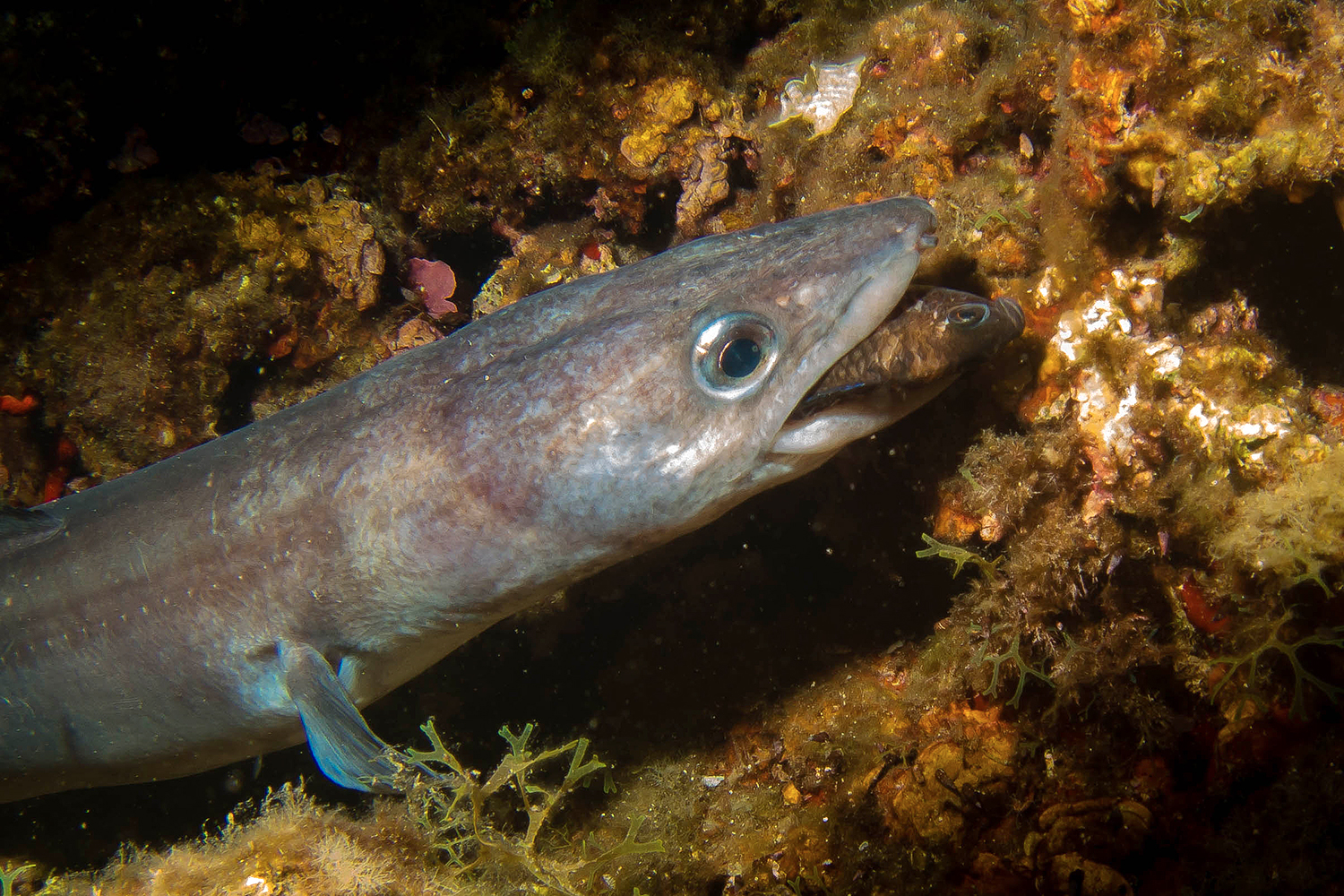 Hunting Hunt - Finale Ligure