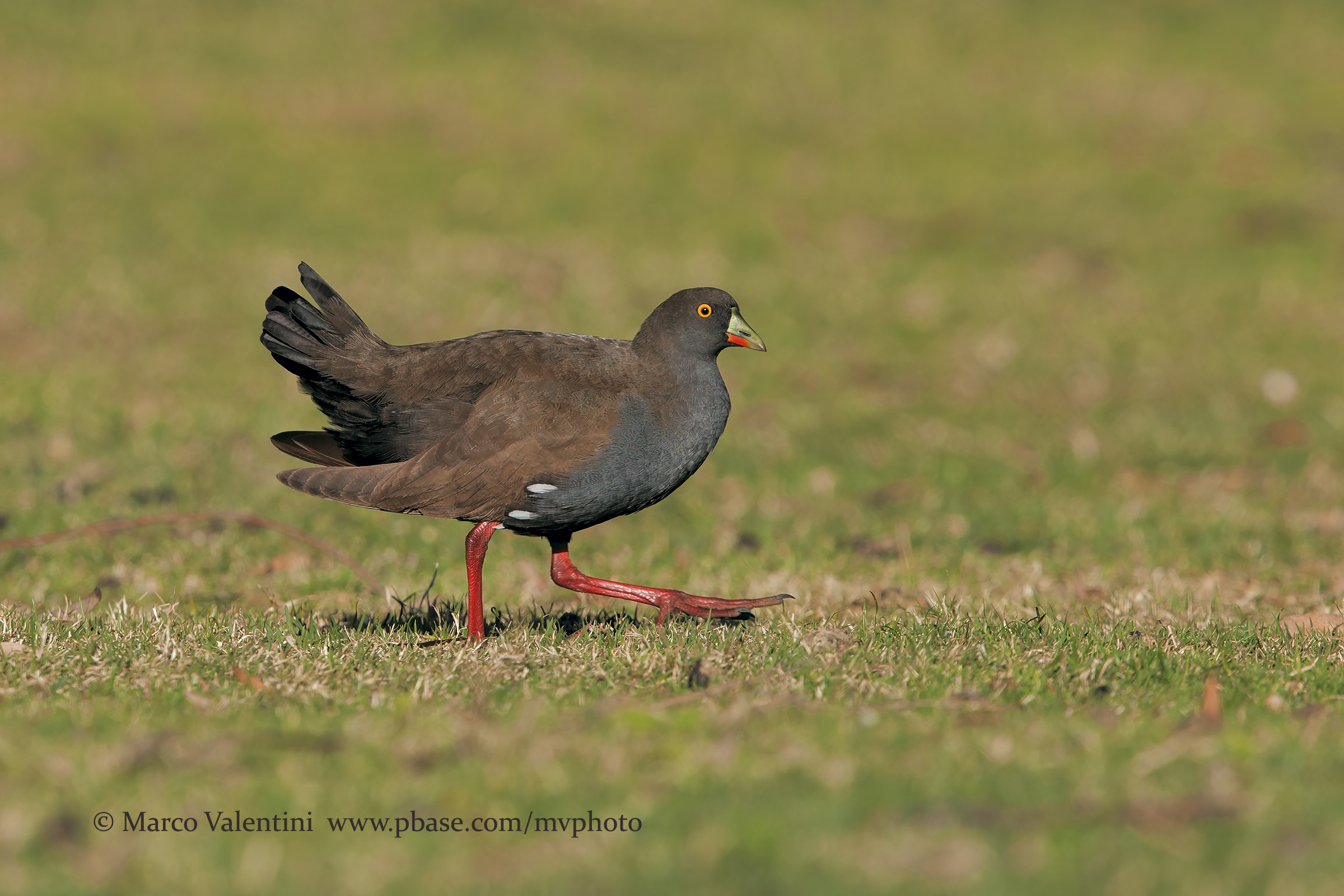 Australian native hen