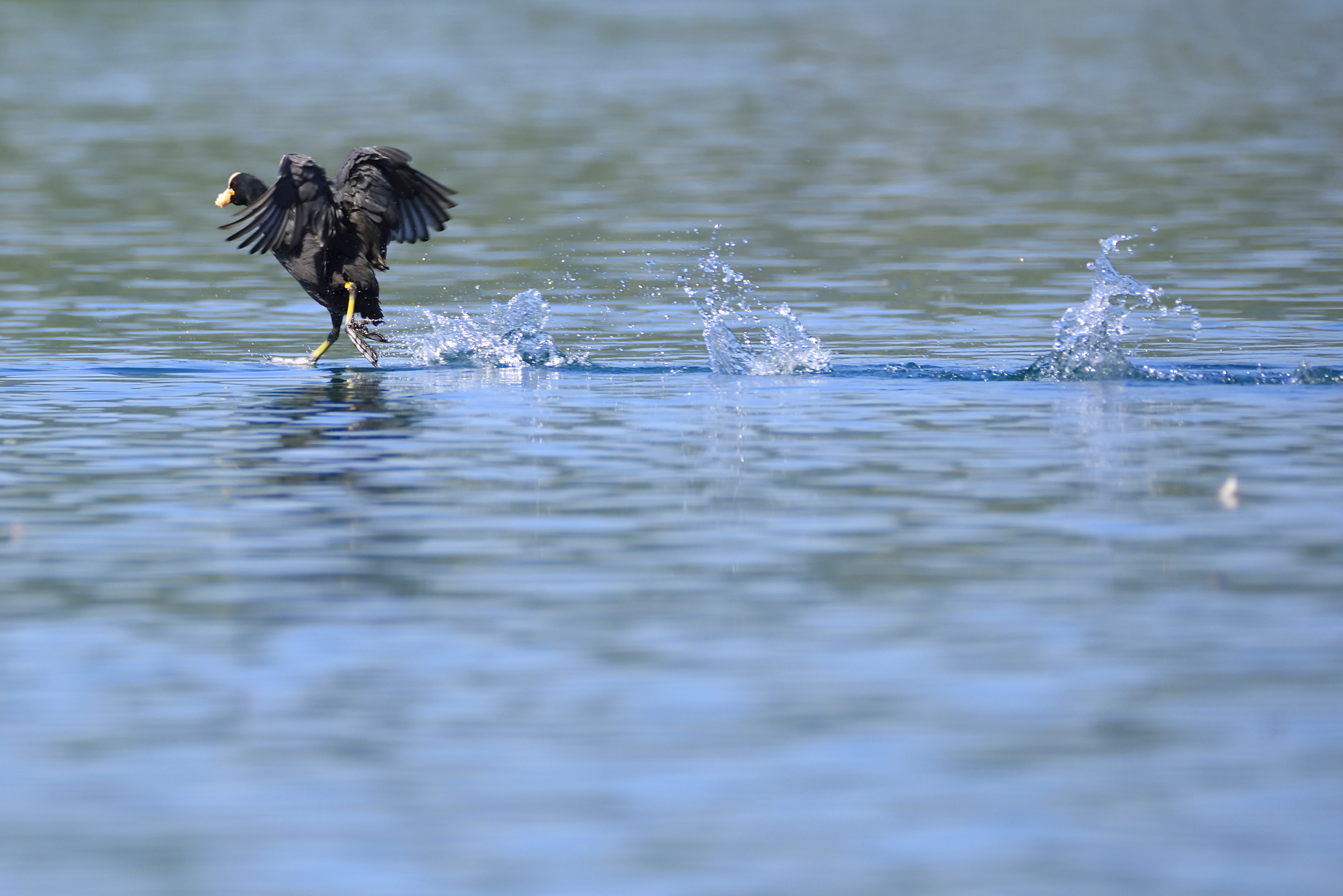 Fammi correre se no si accorge che ho rubato il cibo