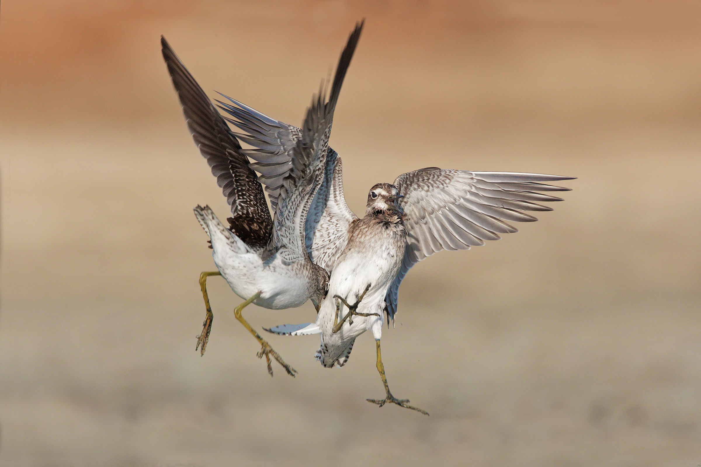 Territorial struggle (bushes)
