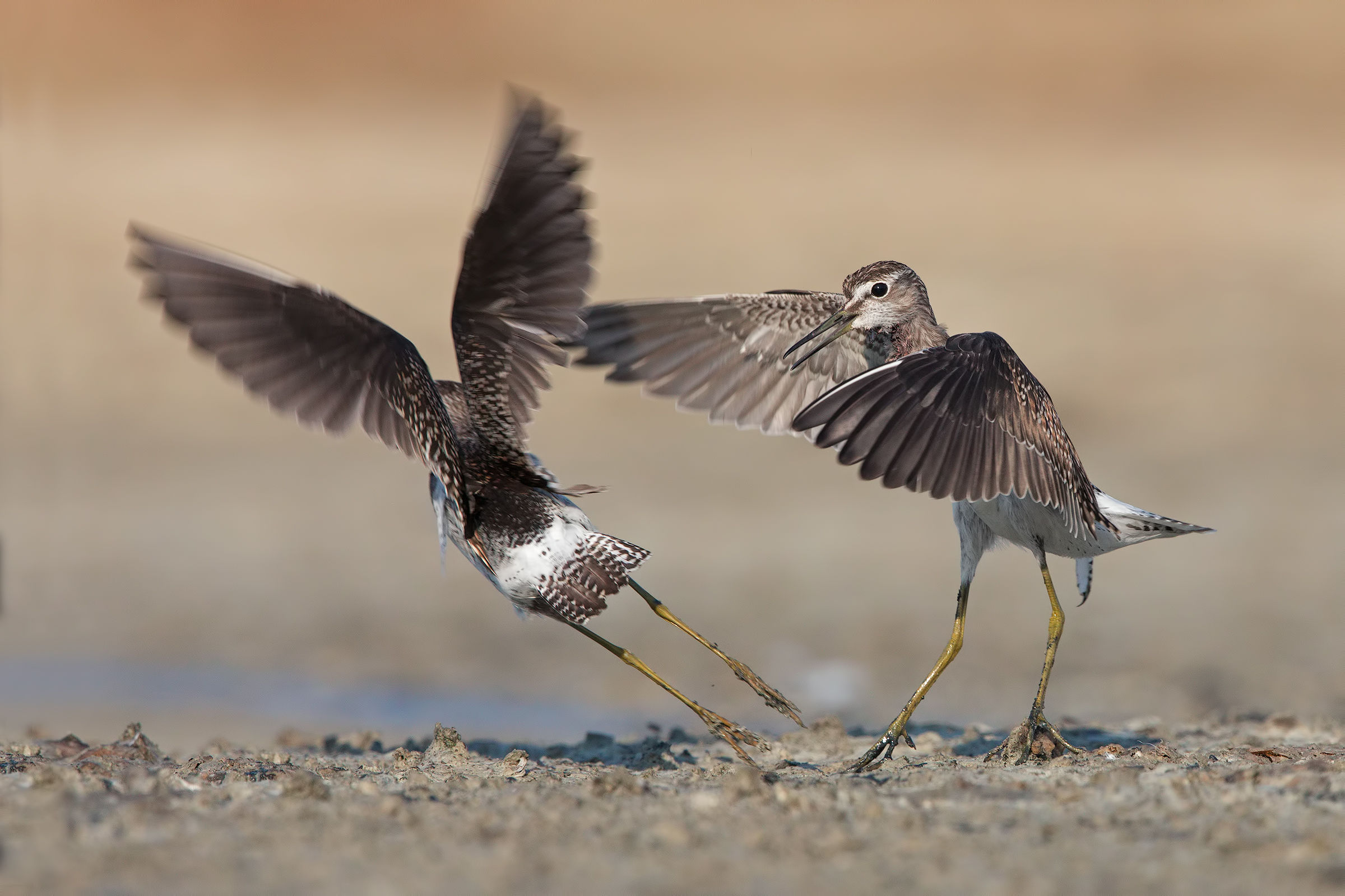 The victory of the "gypsy"