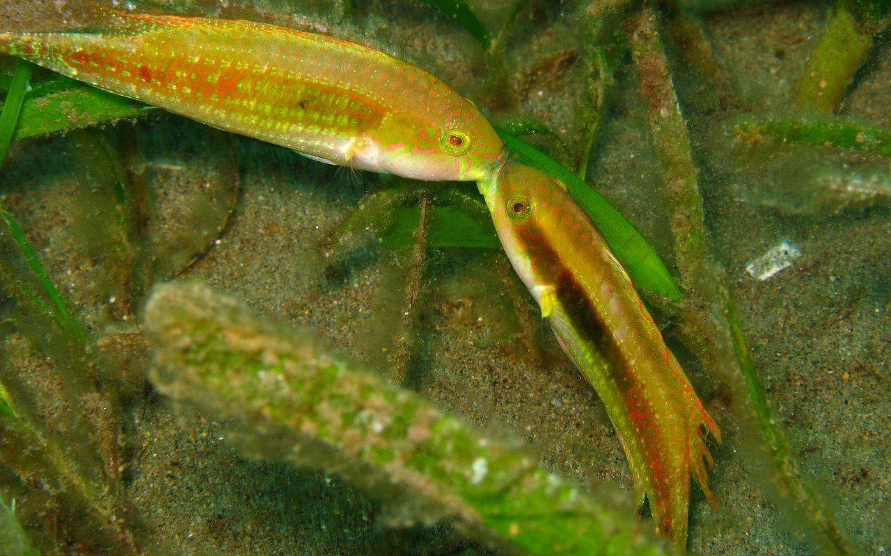 Territorial dispute 09 (Wrasses)