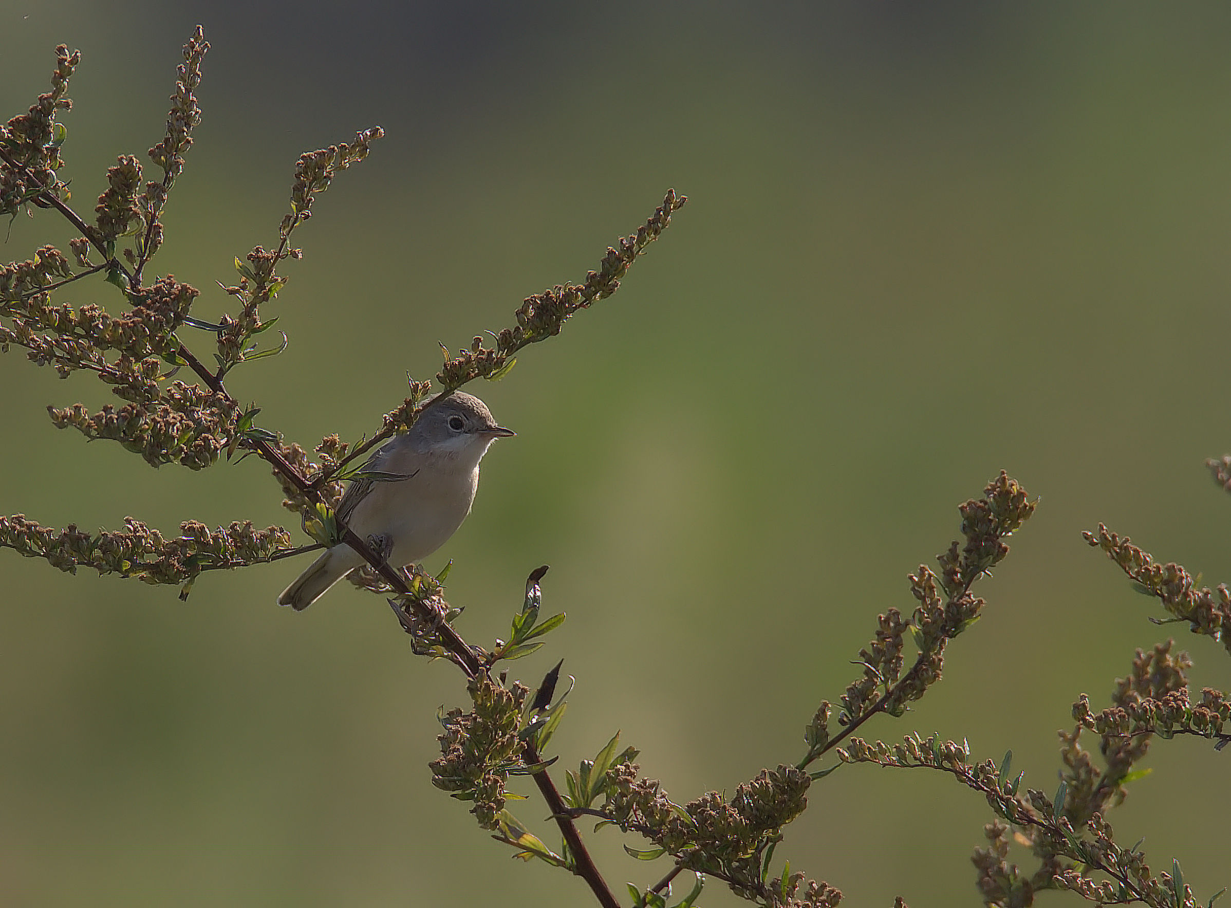 subalpine Warbler